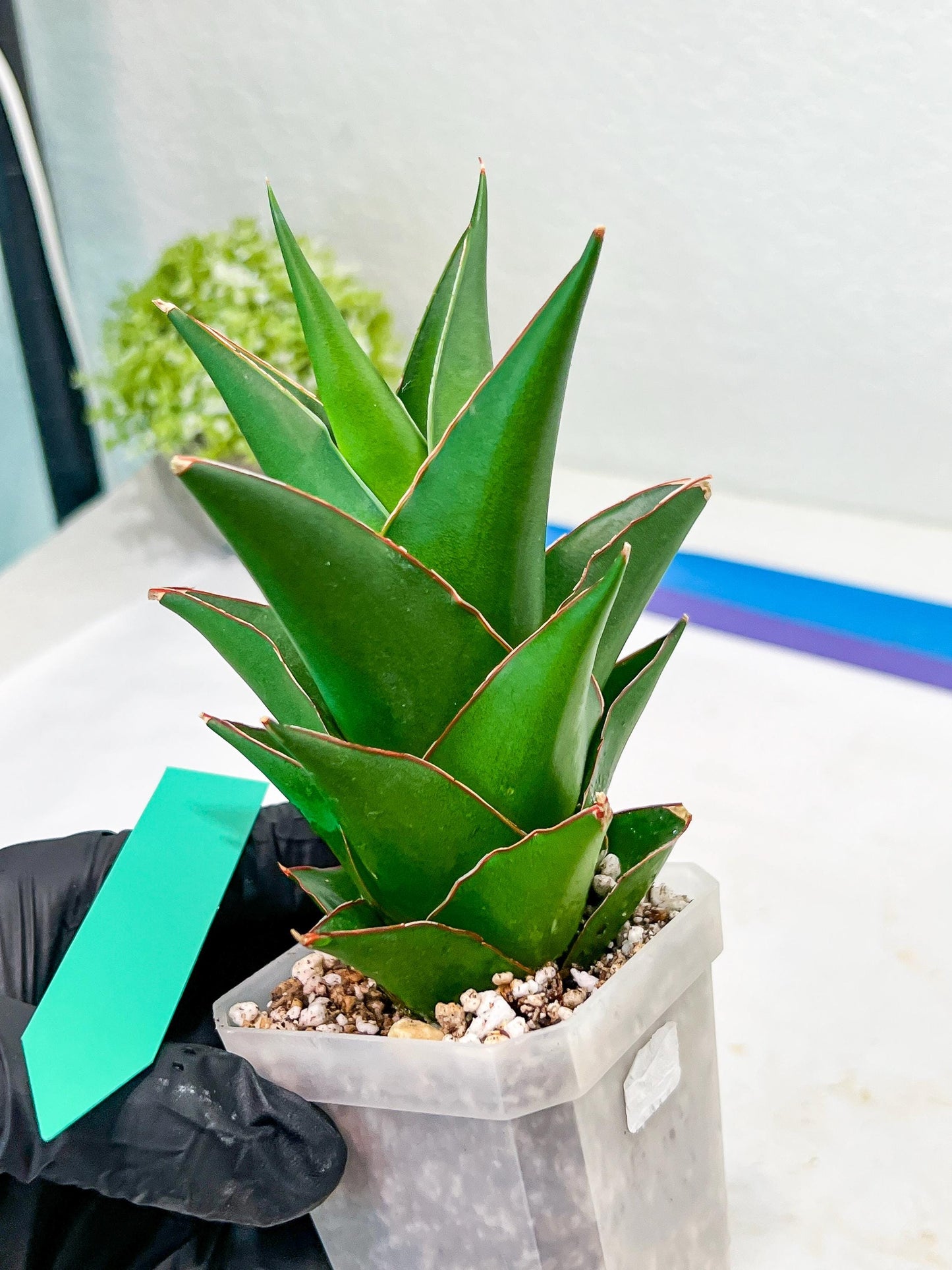 Sansaveria Tower (#RA12) | Imported Snake plant