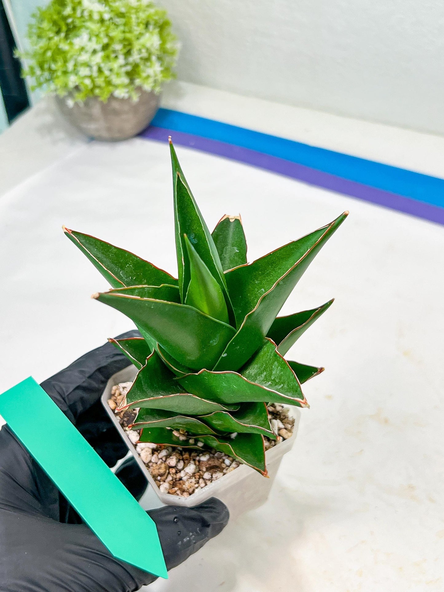 Sansaveria Tower (#RA12) | Imported Snake plant