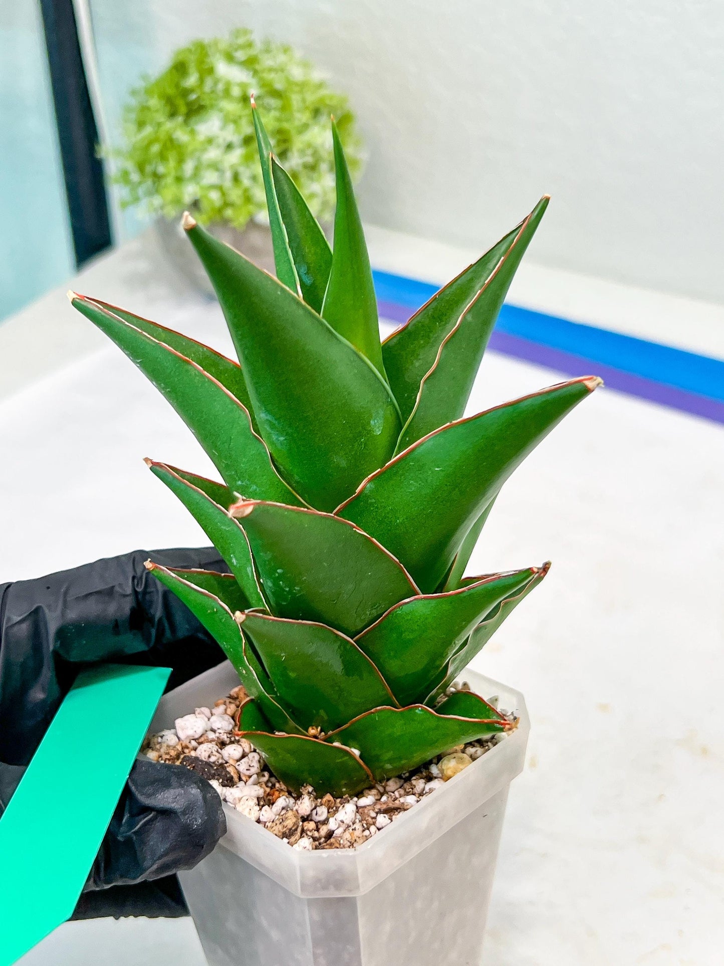 Sansaveria Tower (#RA12) | Imported Snake plant