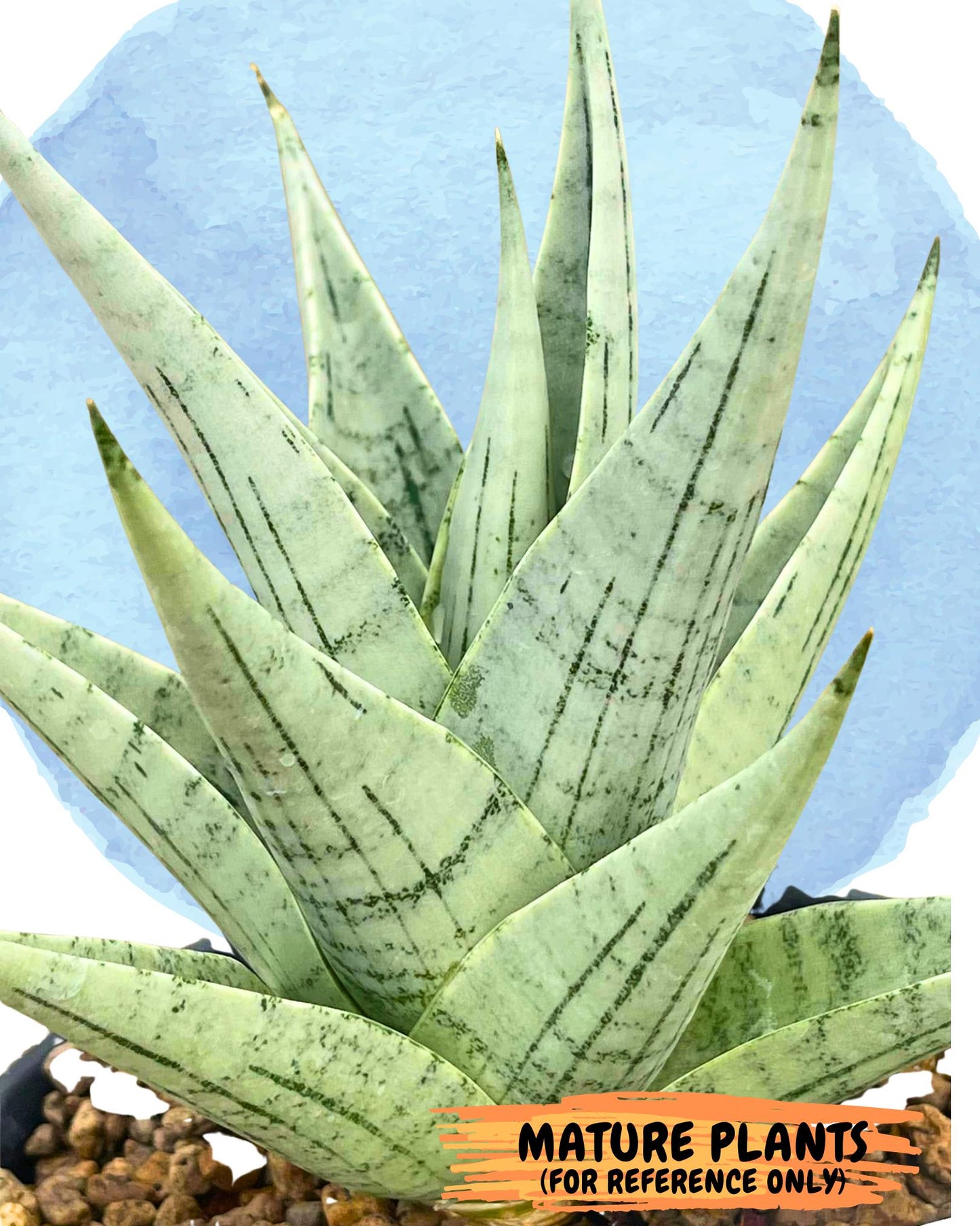 Sansevieria MoMo (4) | Rare Snake Plant