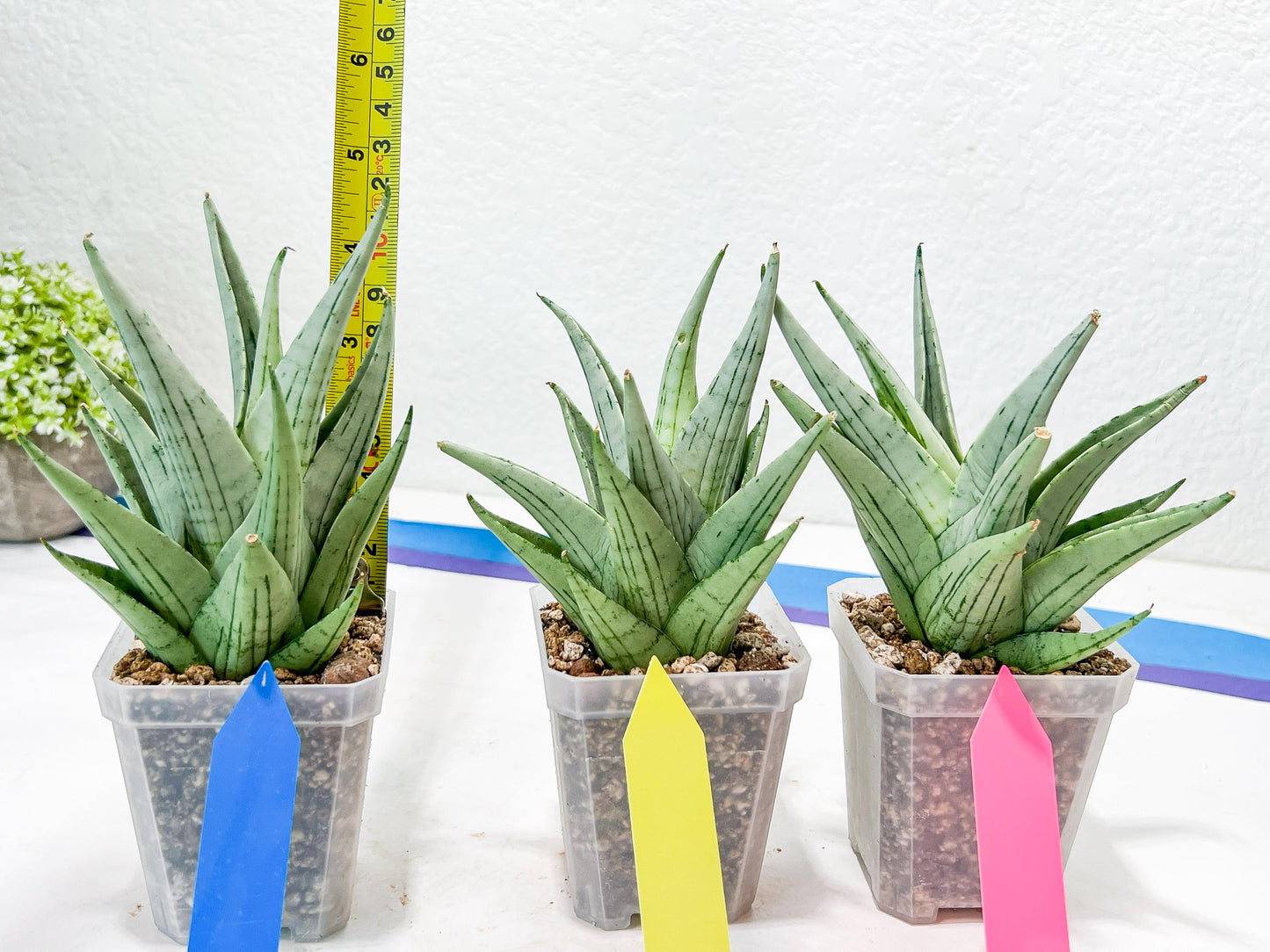 Sansevieria MoMo (#Ra16) | Very New hybrids