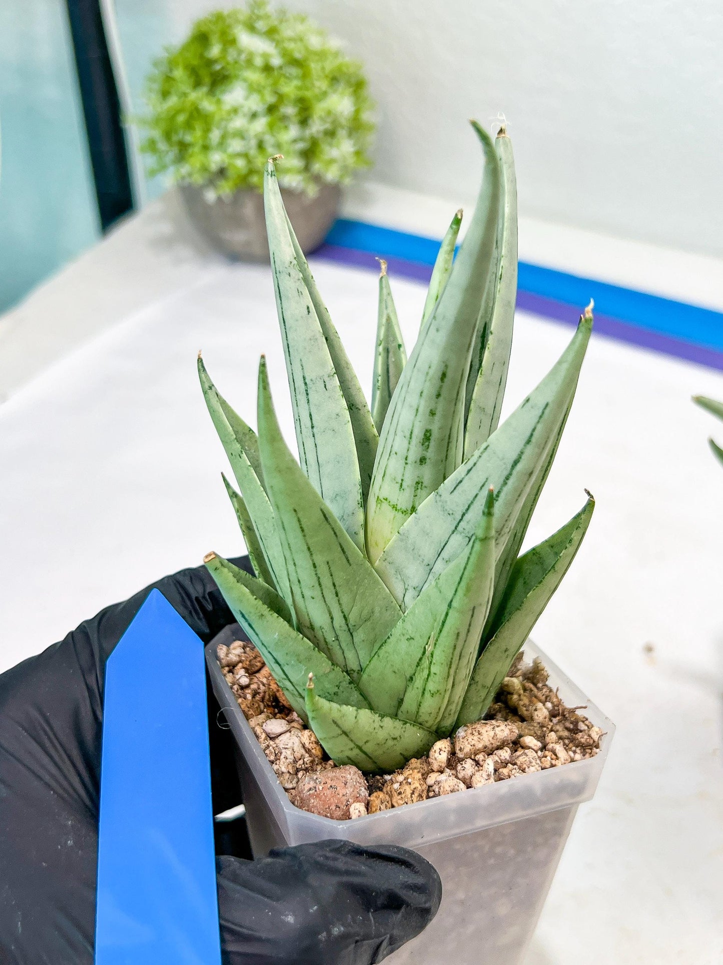 Sansevieria MoMo (#Ra16) | Very New hybrids