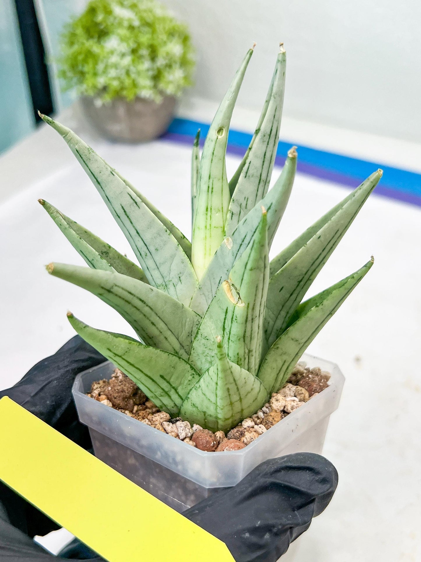Sansevieria MoMo (#Ra16) | Very New hybrids