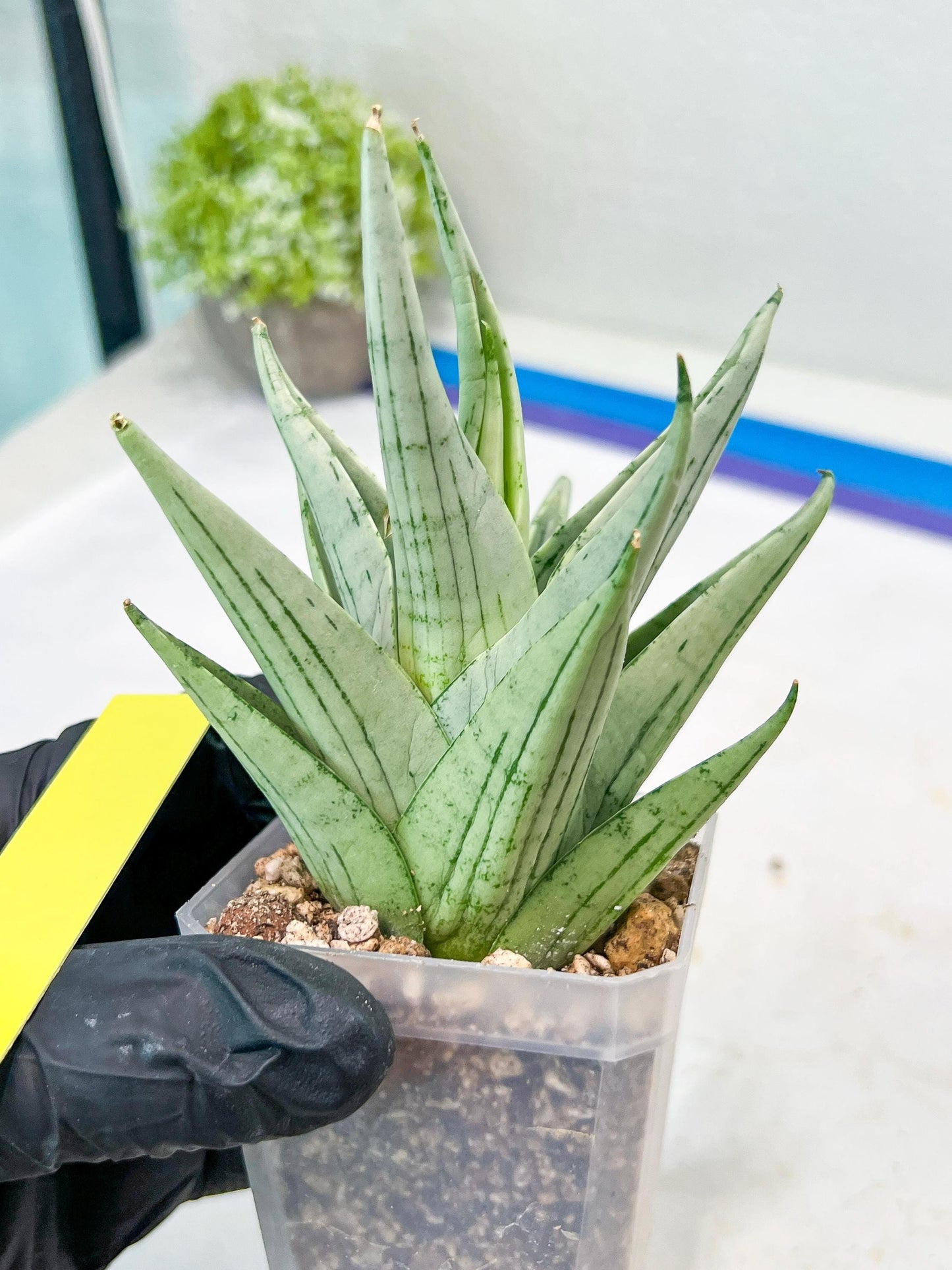 Sansevieria MoMo (#Ra16) | Very New hybrids