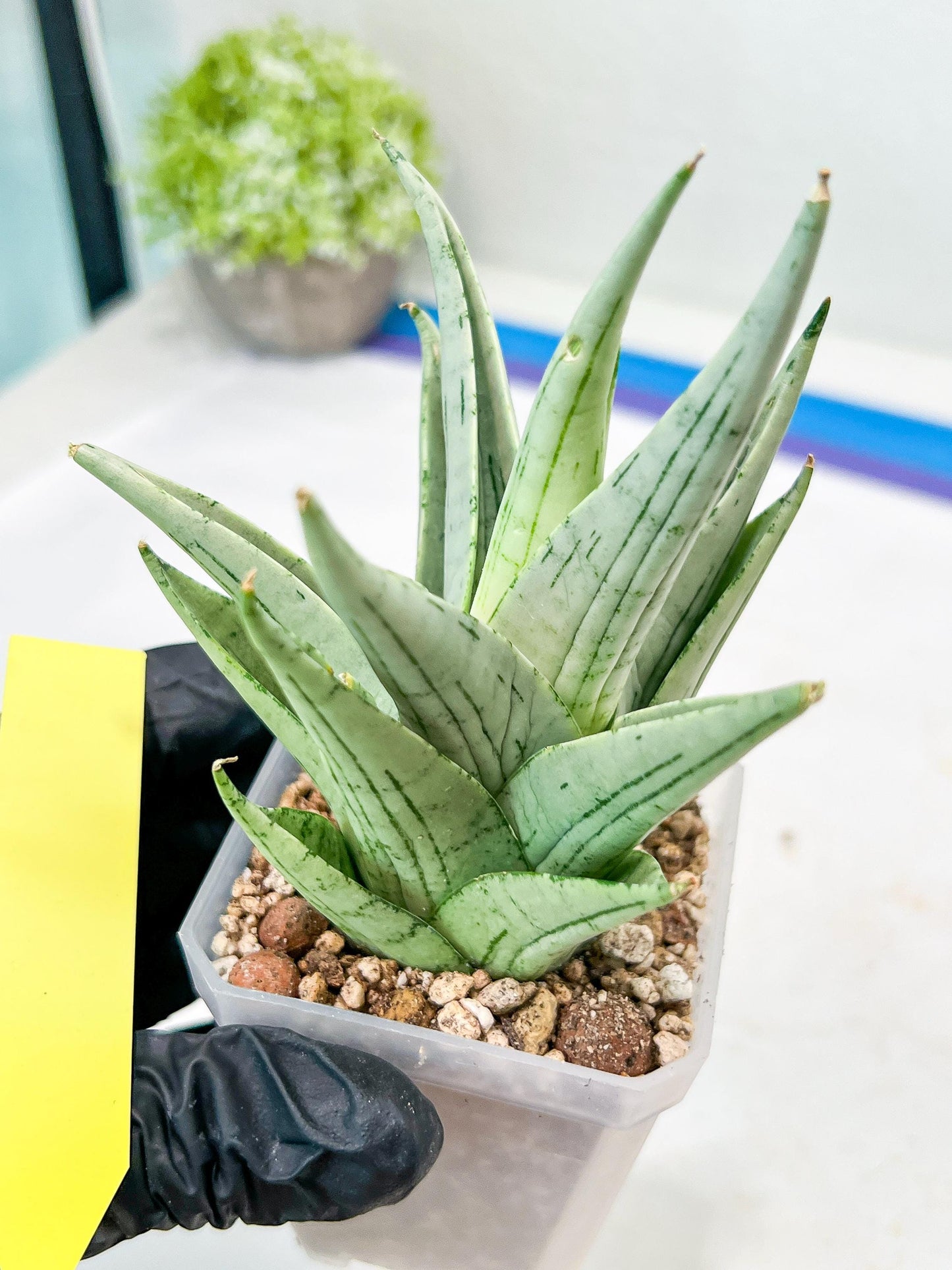 Sansevieria MoMo (#Ra16) | Very New hybrids