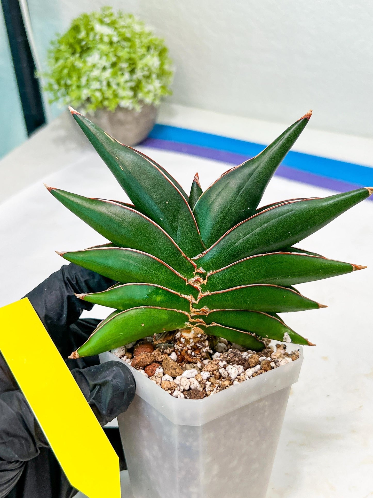 Sansevieria Sawasdee (#RA16) | Uncover an Exotic Botanical Wonder