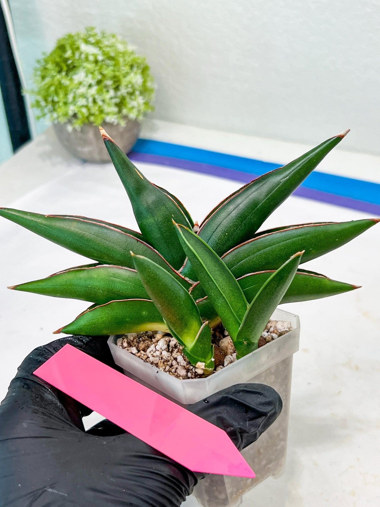 Sansevieria Sawasdee (#RA16) | Uncover an Exotic Botanical Wonder