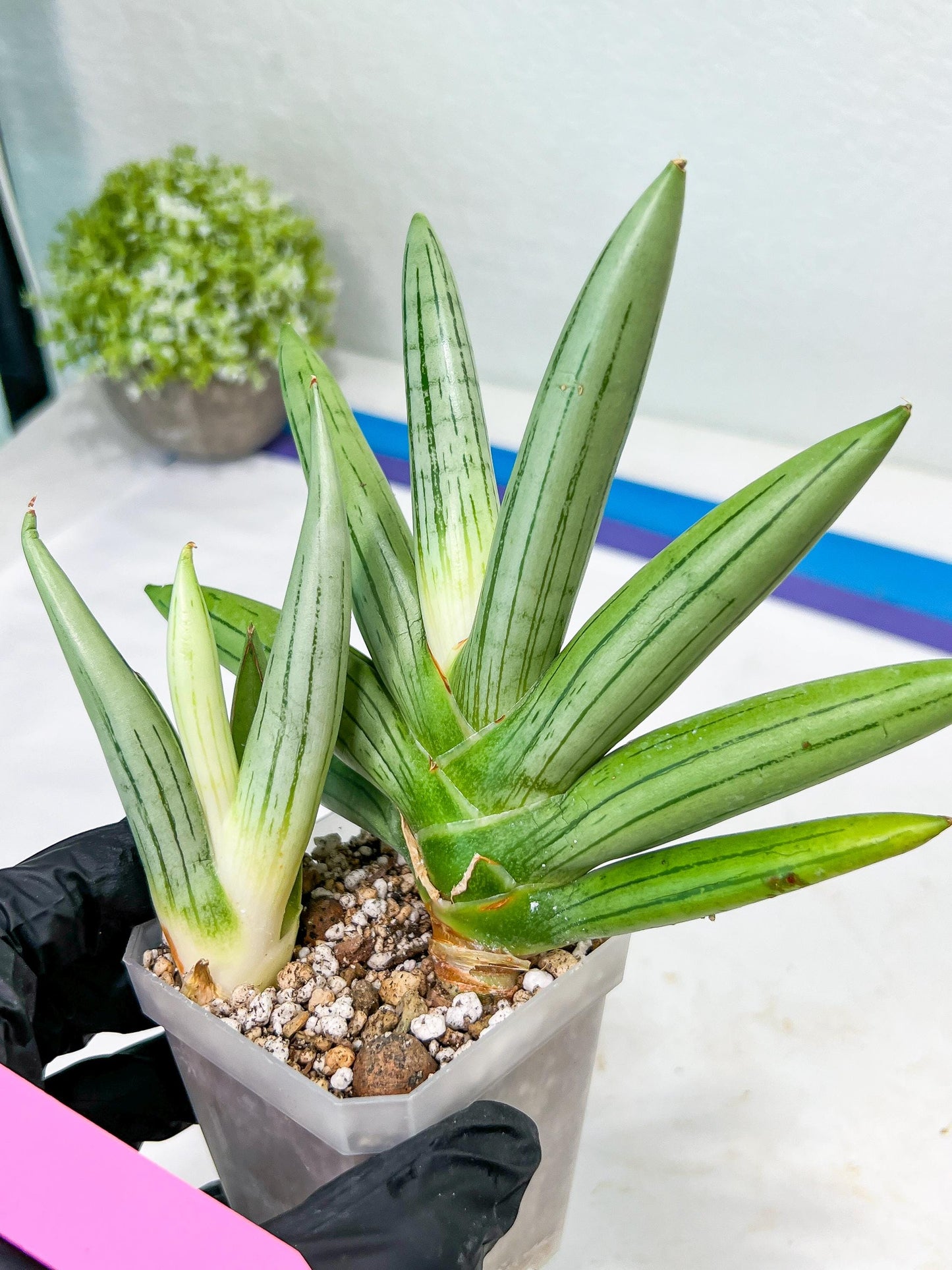 Sansevieria Ice Man (#AC10) | Rare Imported House Plants