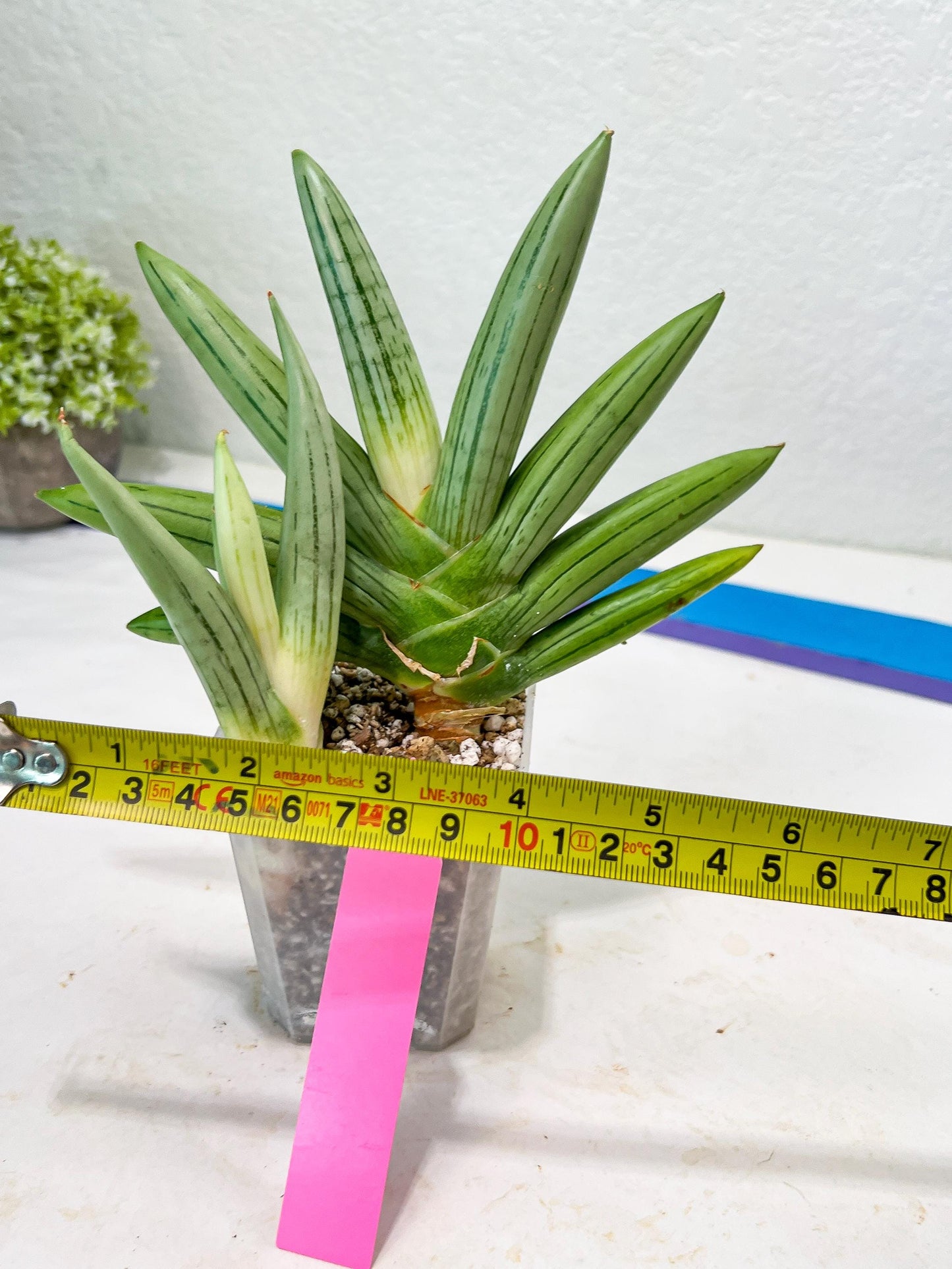 Sansevieria Ice Man (#AC10) | Rare Imported House Plants