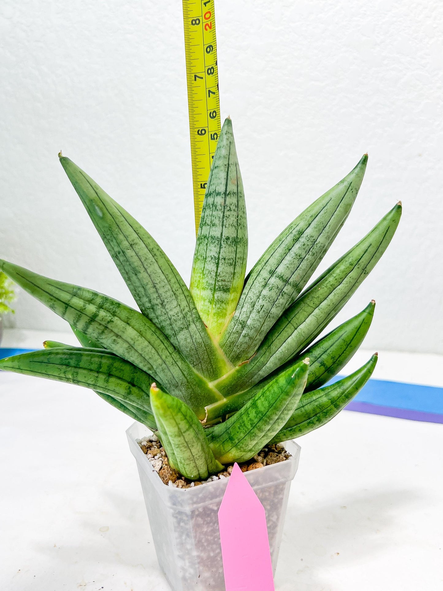 Sansevieria Chujai (#Ra30) | Imported Hybrids