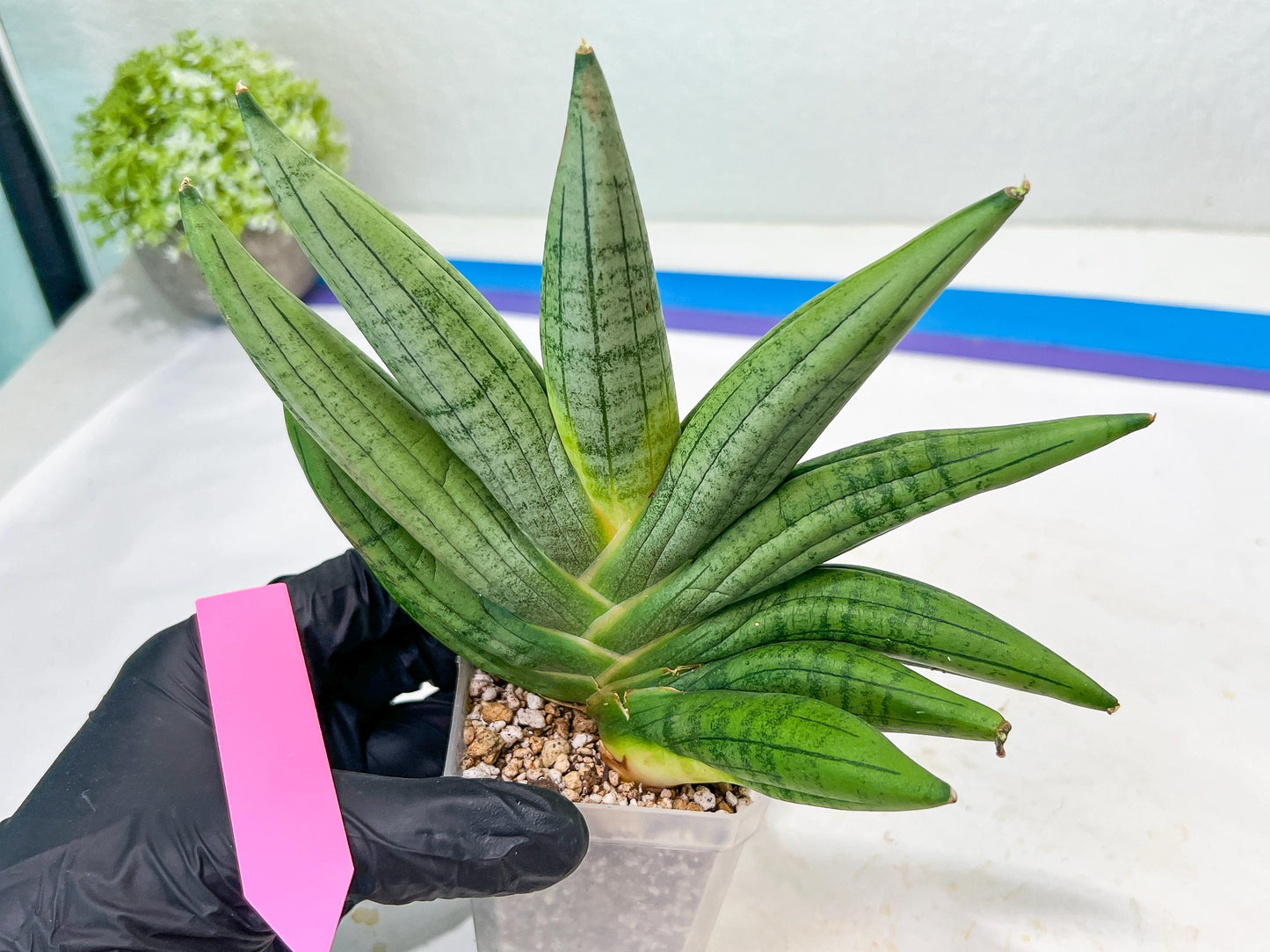 Sansevieria Chujai (#Ra30) | Imported Hybrids