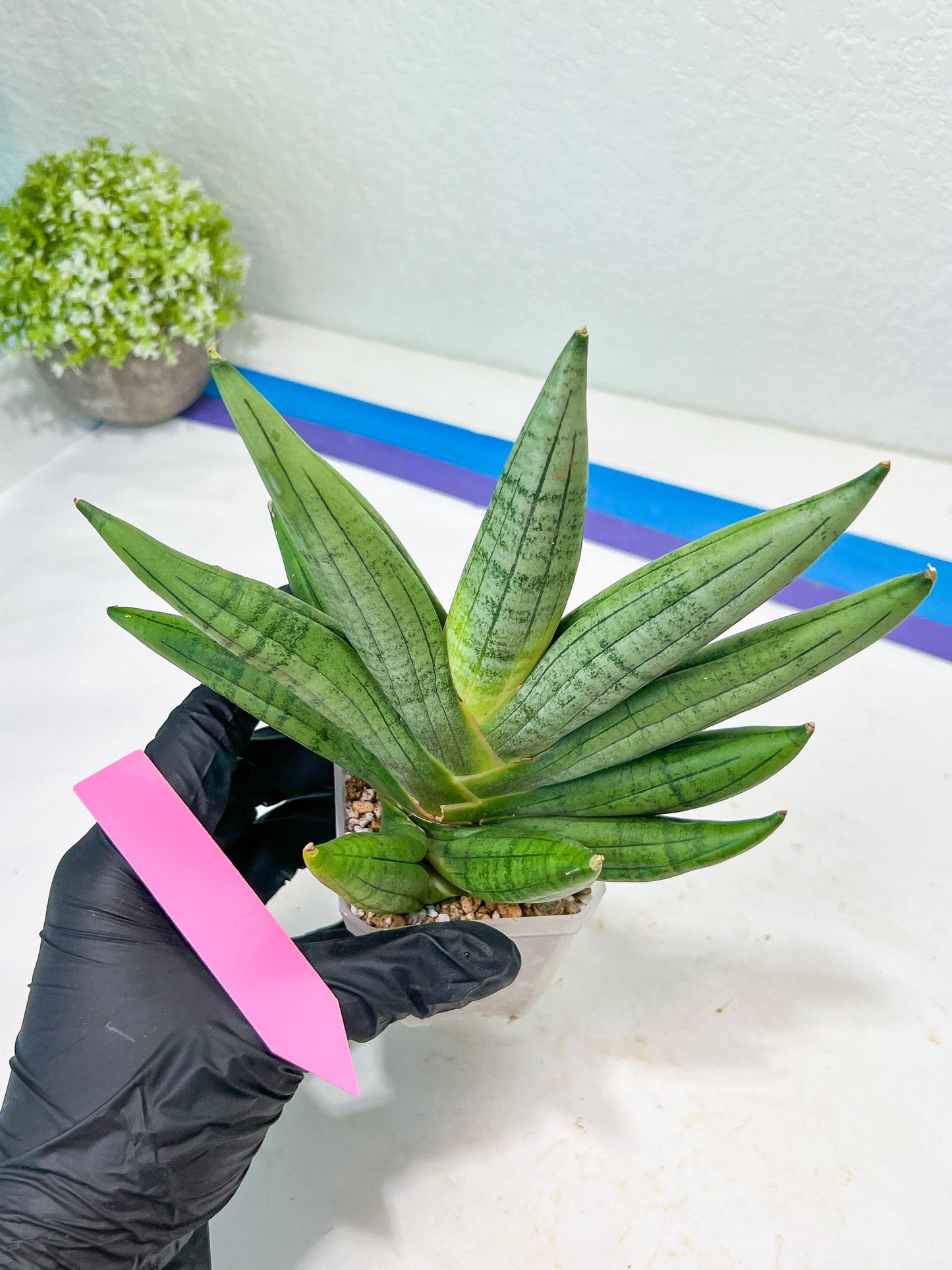 Sansevieria Chujai (#Ra30) | Imported Hybrids