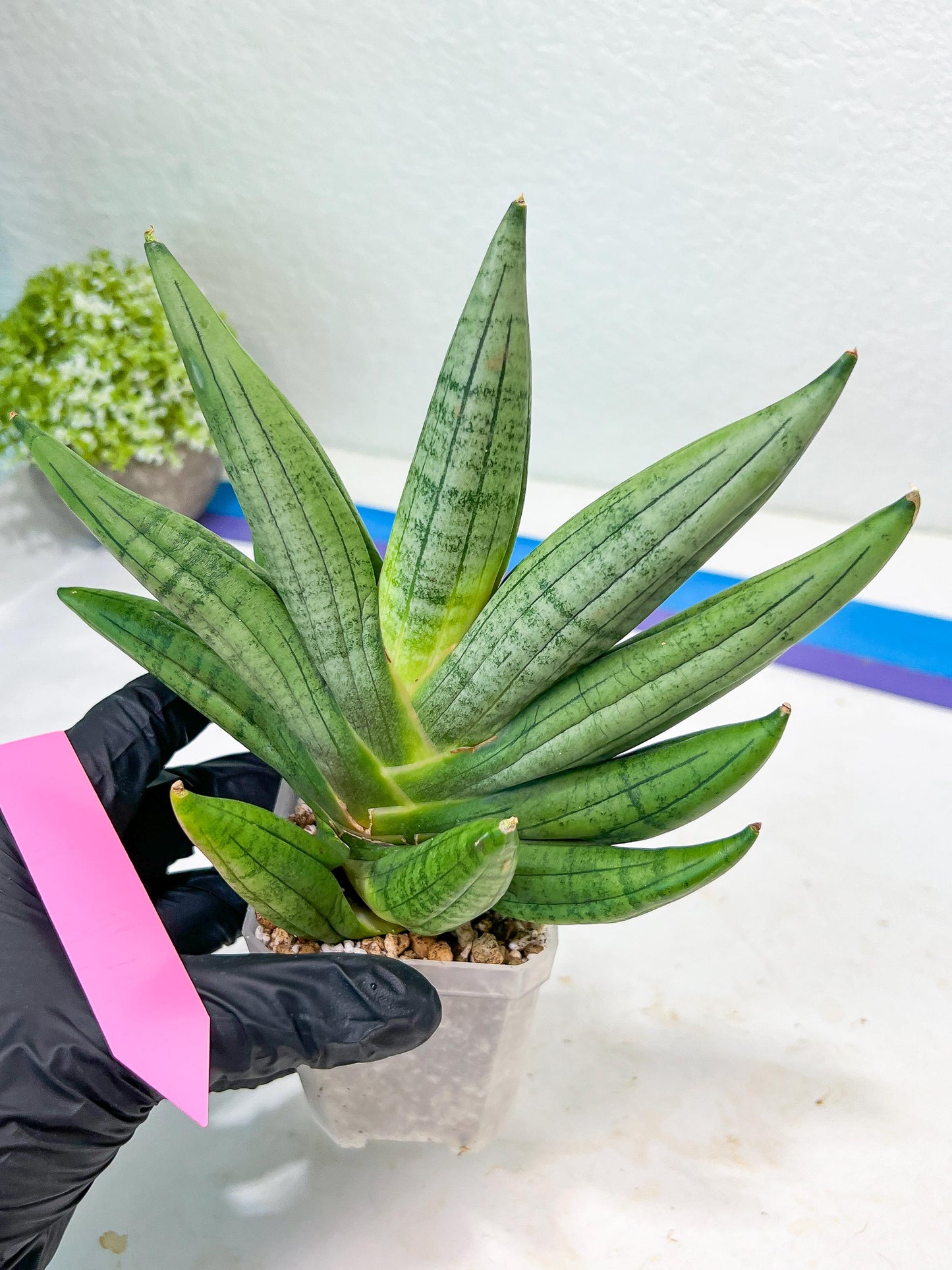 Sansevieria Chujai (#Ra30) | Imported Hybrids