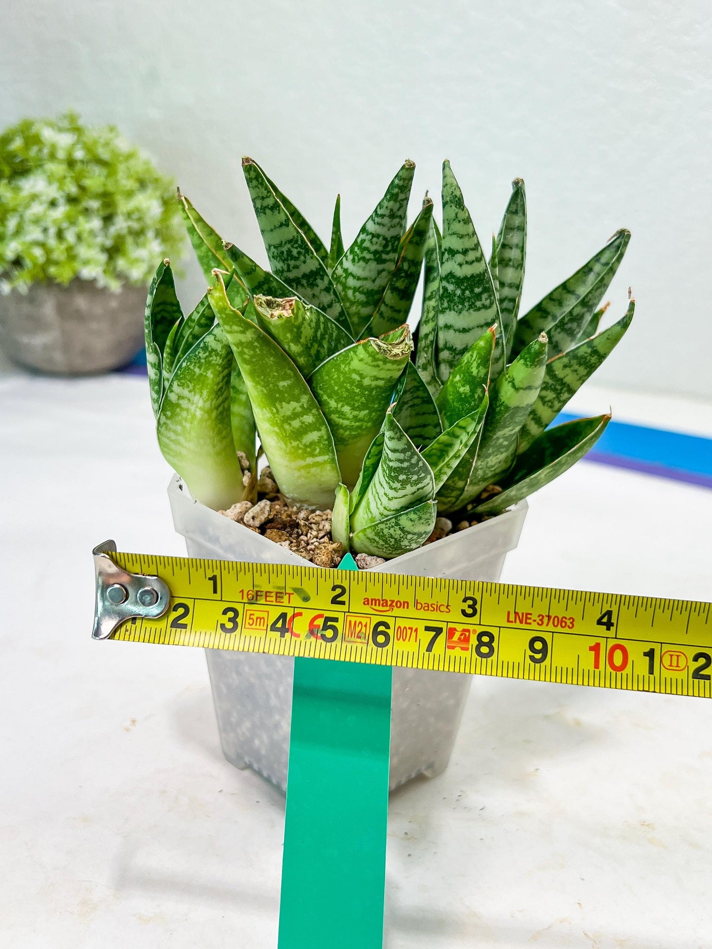 Sansevieria Frozen Rose (#PH1) | Imported Indoor Snake Plant | 2" Planter