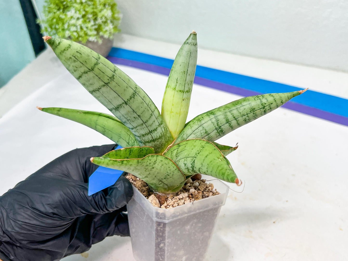 Sansevieria White Rhino (#RA5) |Rare Imported House Plants