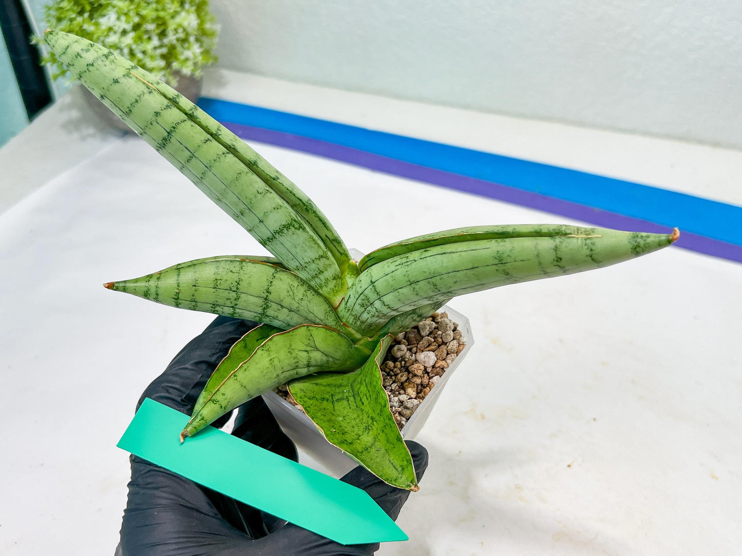 Sansevieria White Rhino (#RA5) |Rare Imported House Plants