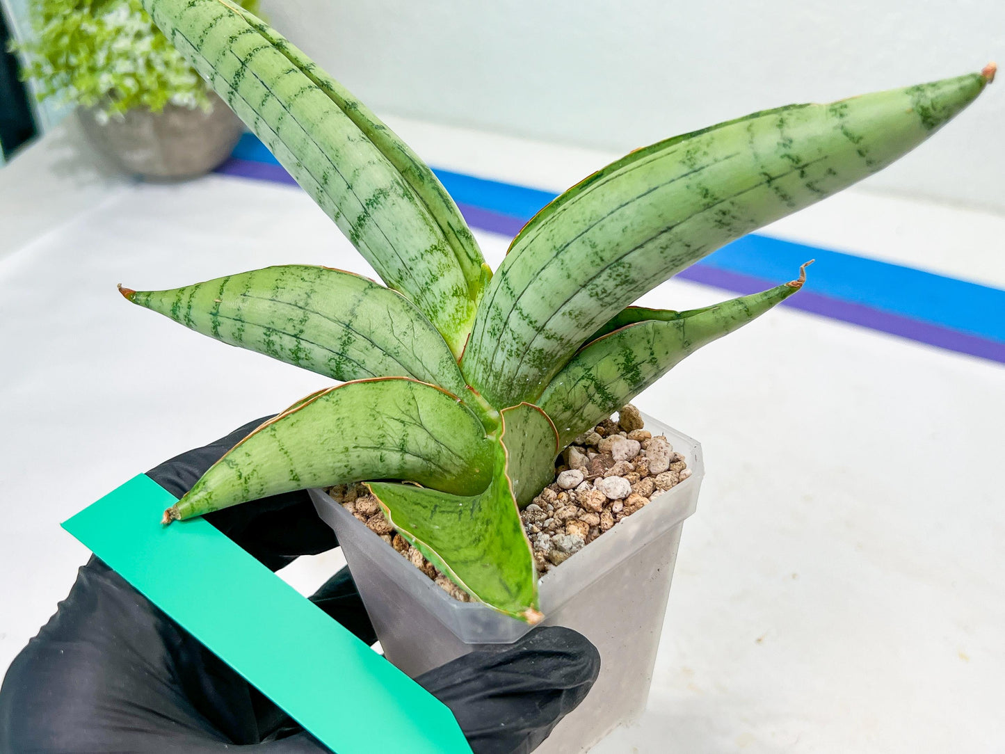 Sansevieria White Rhino (#RA5) |Rare Imported House Plants