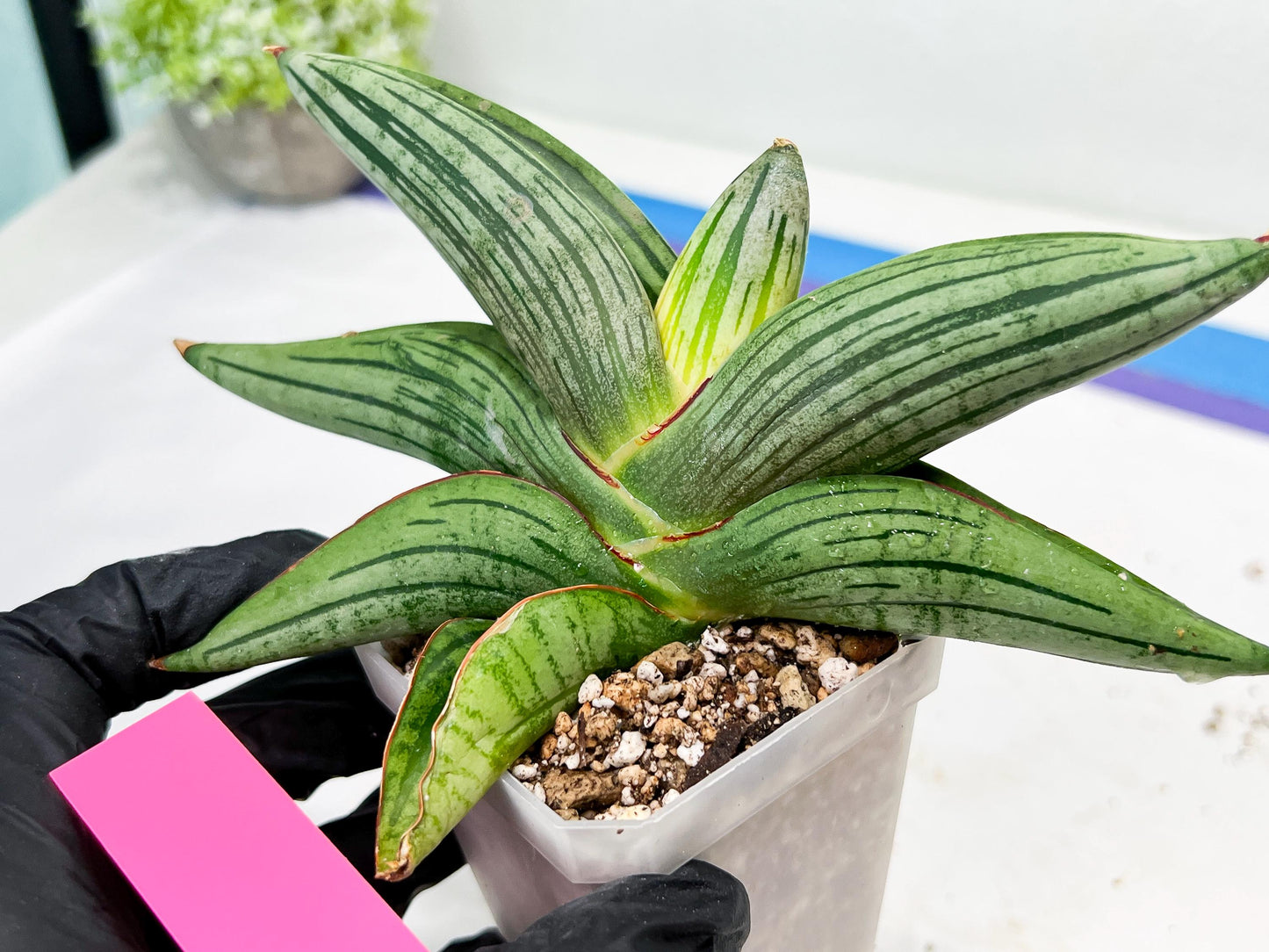Sansevieria Diablo (#Ra33) | Very New hybrids