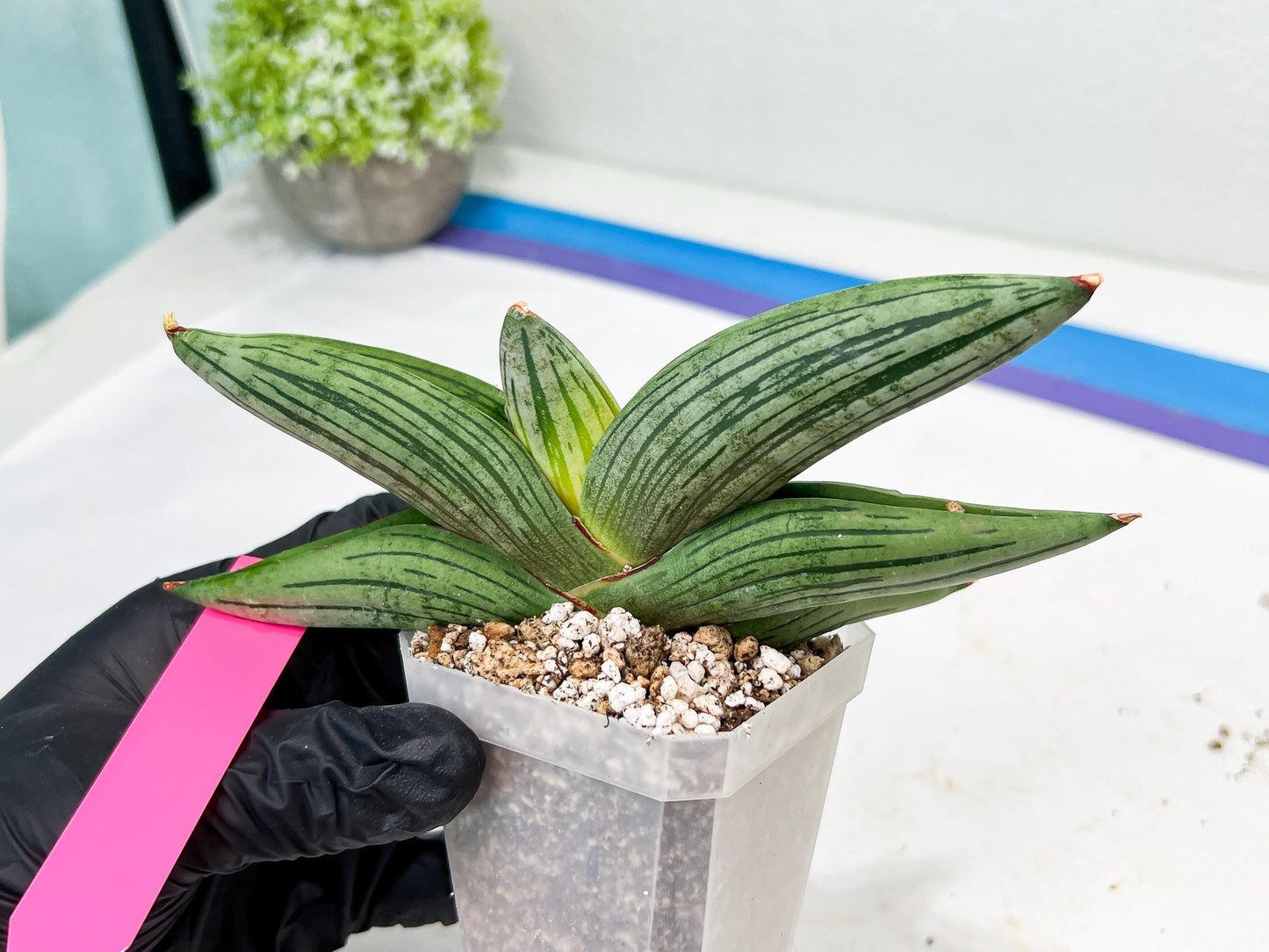 Sansevieria Diablo (#Ra33) | Very New hybrids