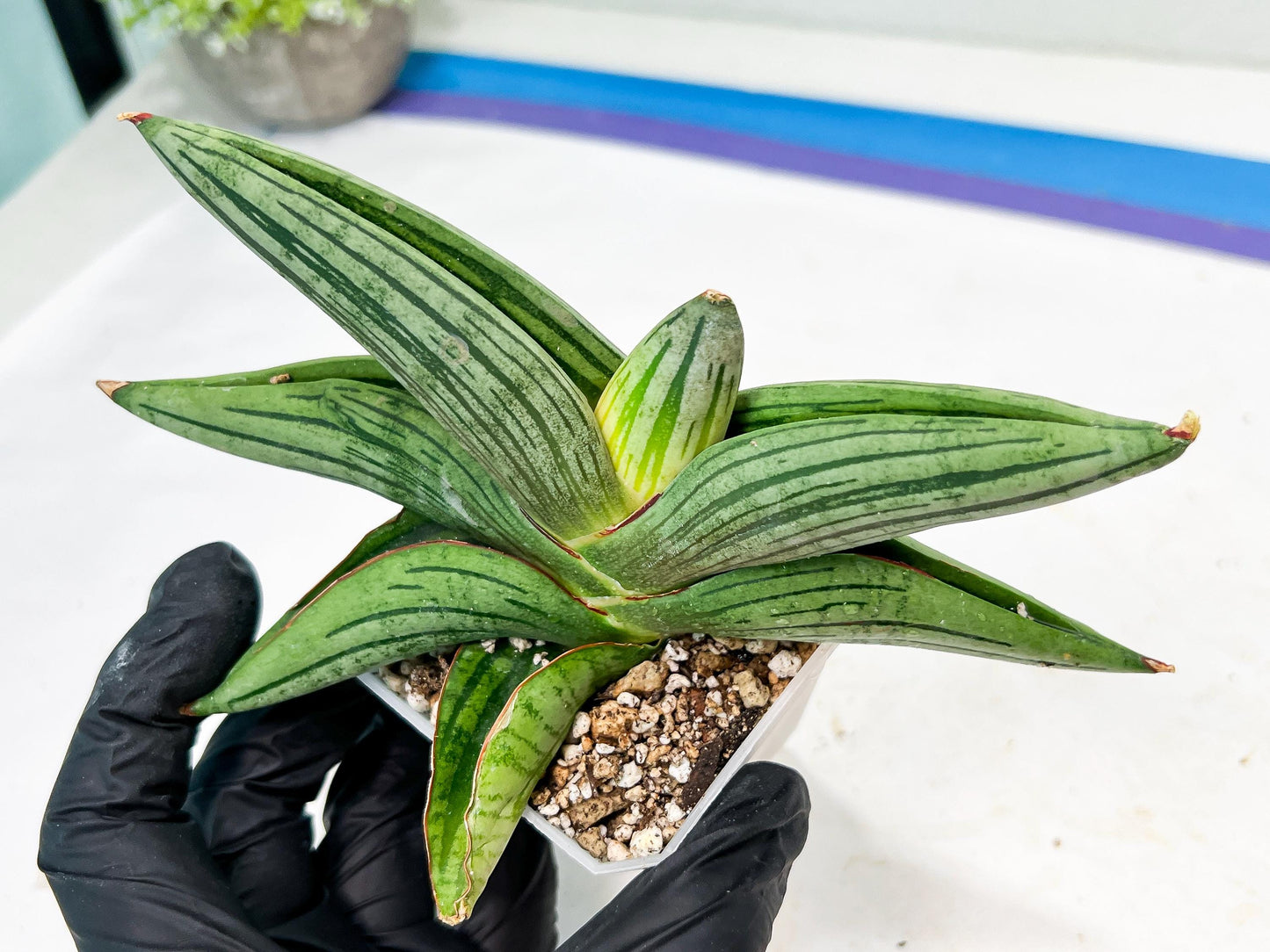 Sansevieria Diablo (#Ra33) | Very New hybrids