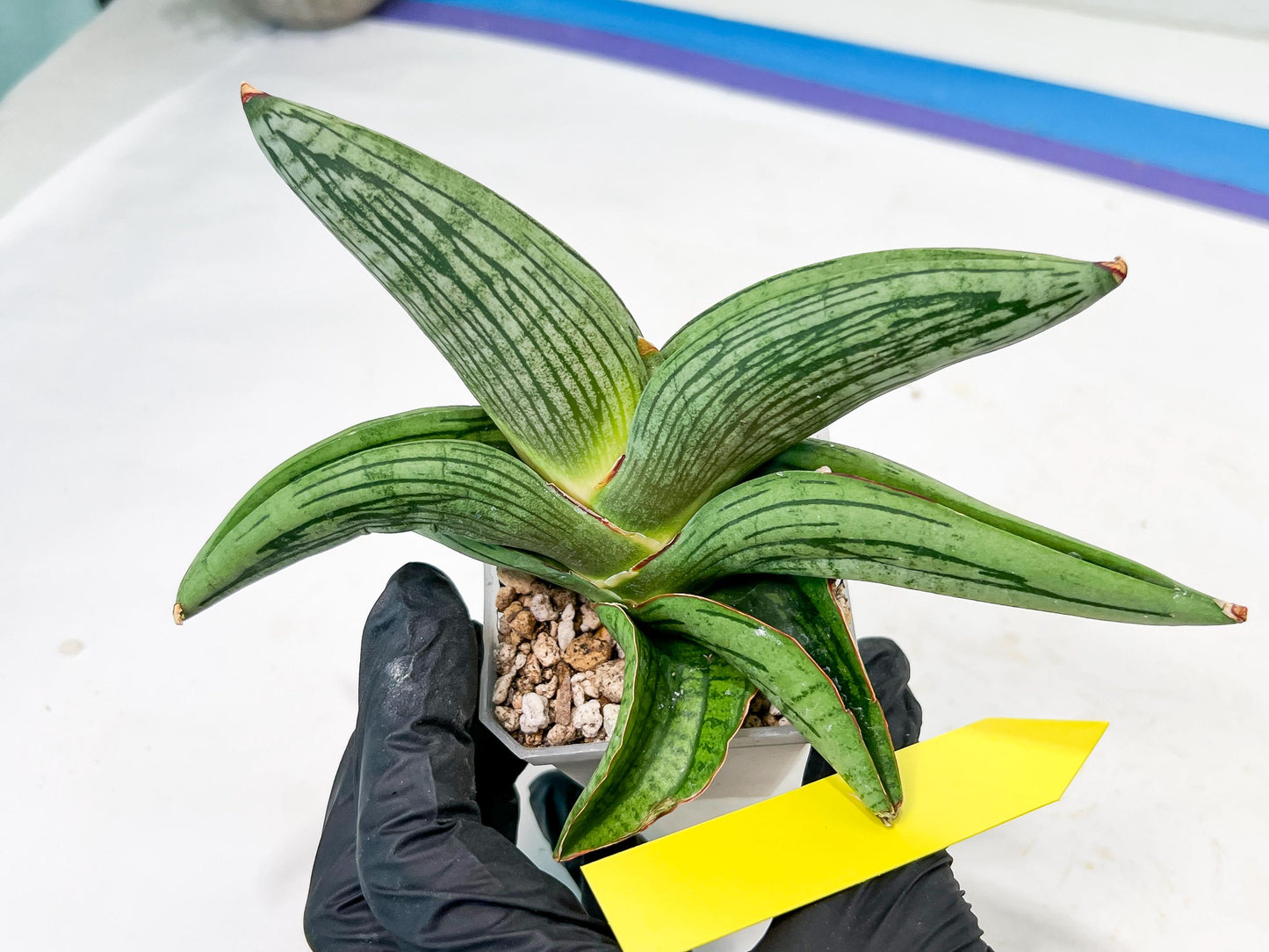 Sansevieria Diablo (#Ra33) | Very New hybrids