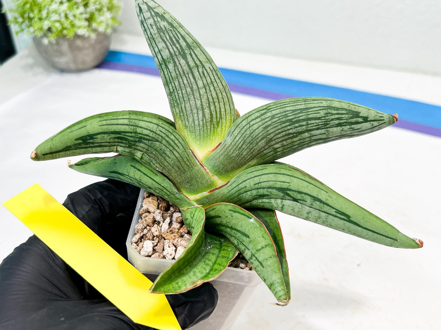 Sansevieria Diablo (#Ra33) | Very New hybrids