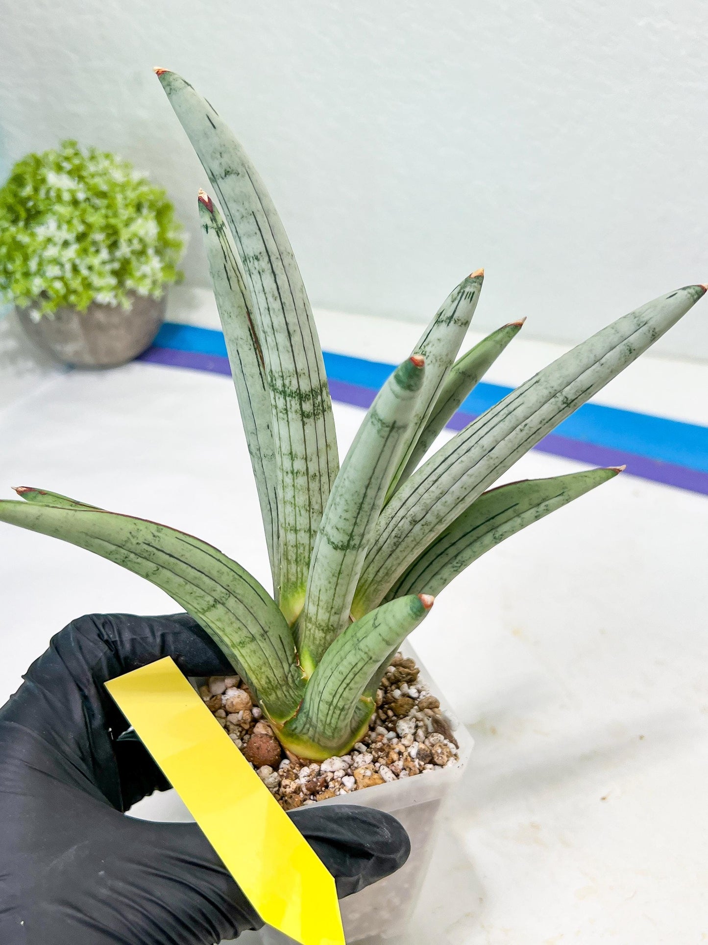 Sansevieria Angel (PH7) | Embark on a Rare Plant Adventure