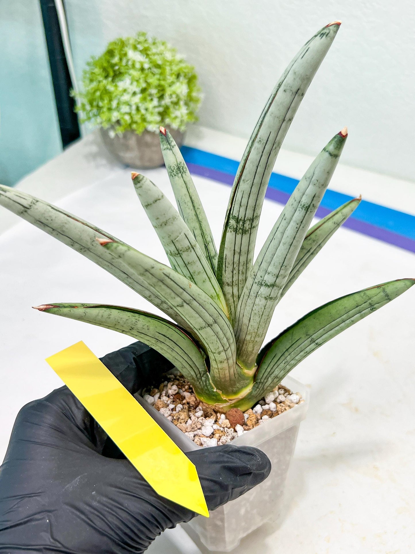 Sansevieria Angel (PH7) | Embark on a Rare Plant Adventure