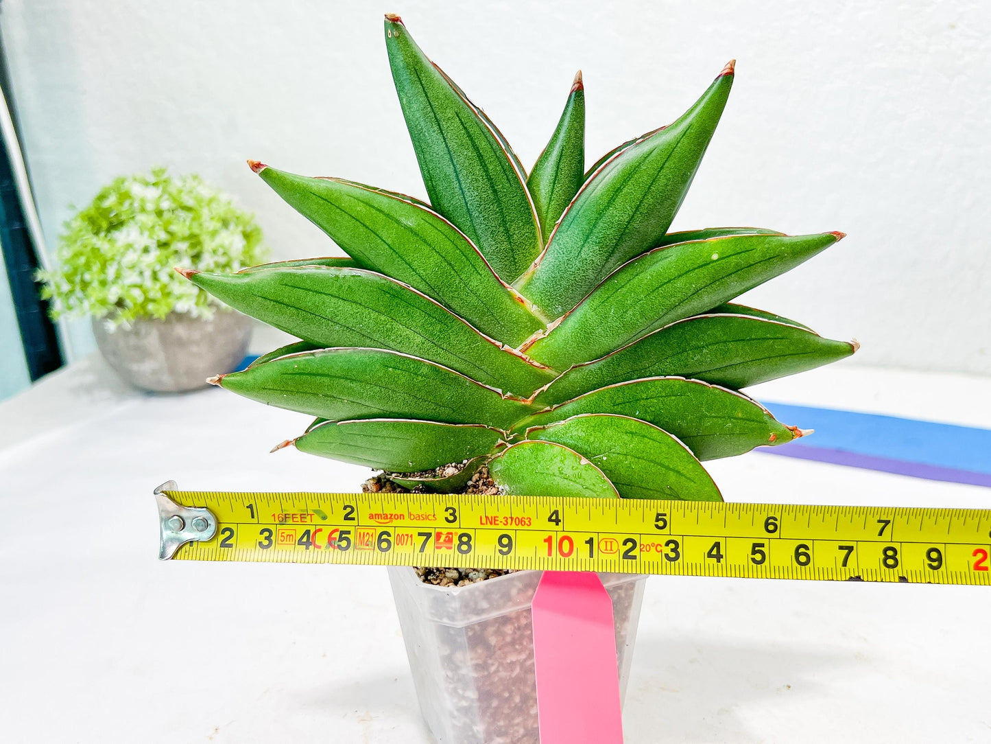 Sansevieria Bilbao (#RA30) | Rare Hybrid Species