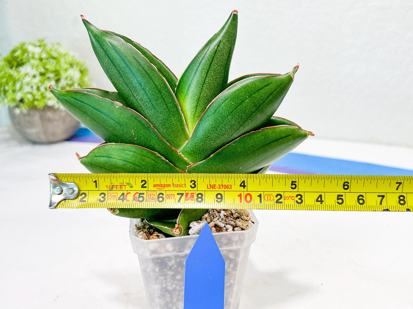 Sansevieria Bilbao (#RA30) | Rare Hybrid Species