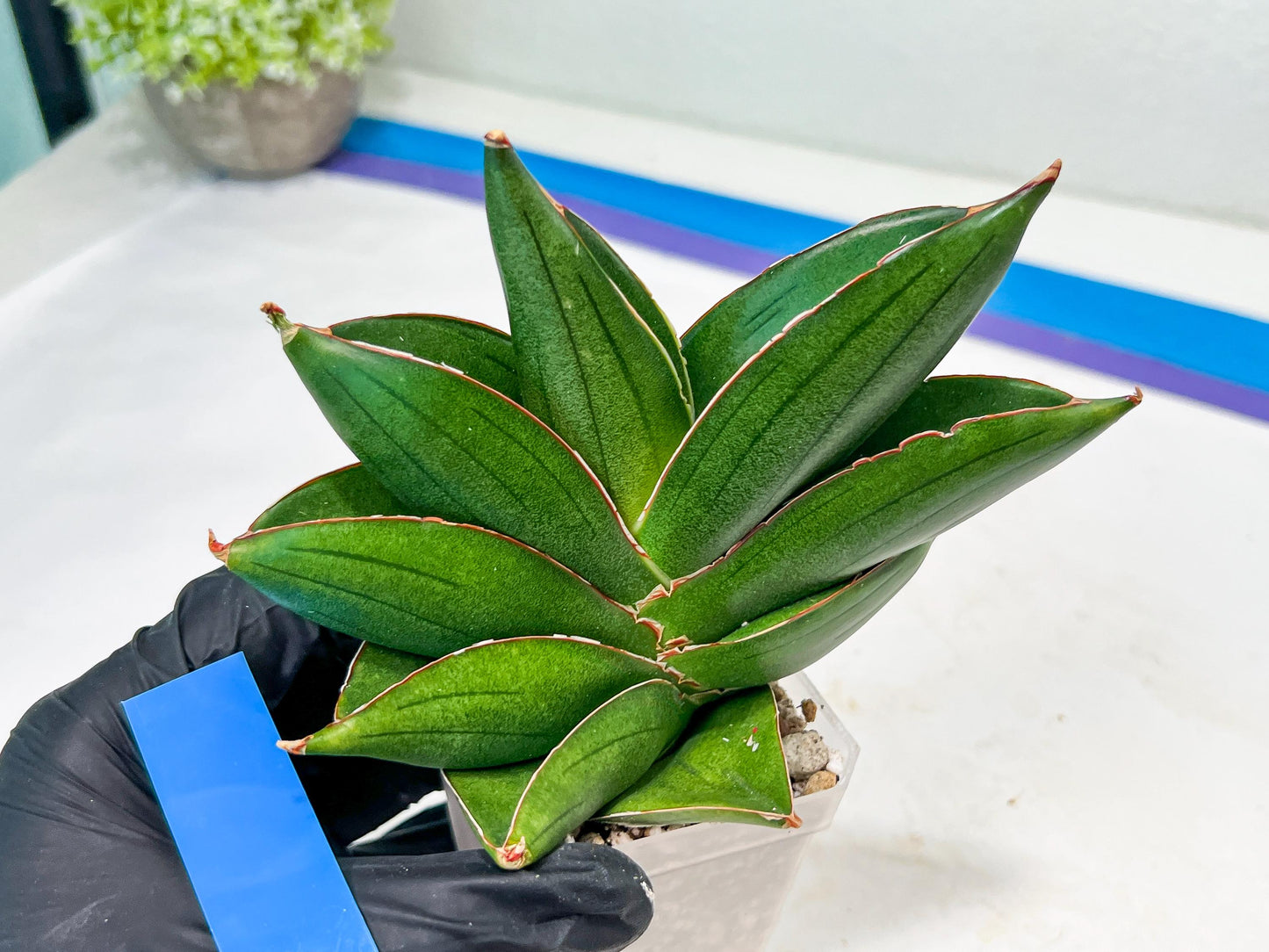 Sansevieria Bilbao (#RA30) | Rare Hybrid Species