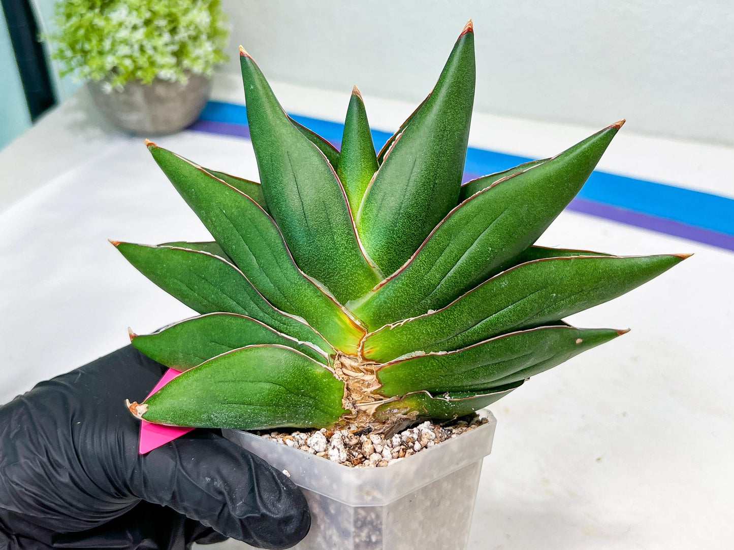 Sansevieria Opera House (#RA28) | Imported Indoor Snake Plant