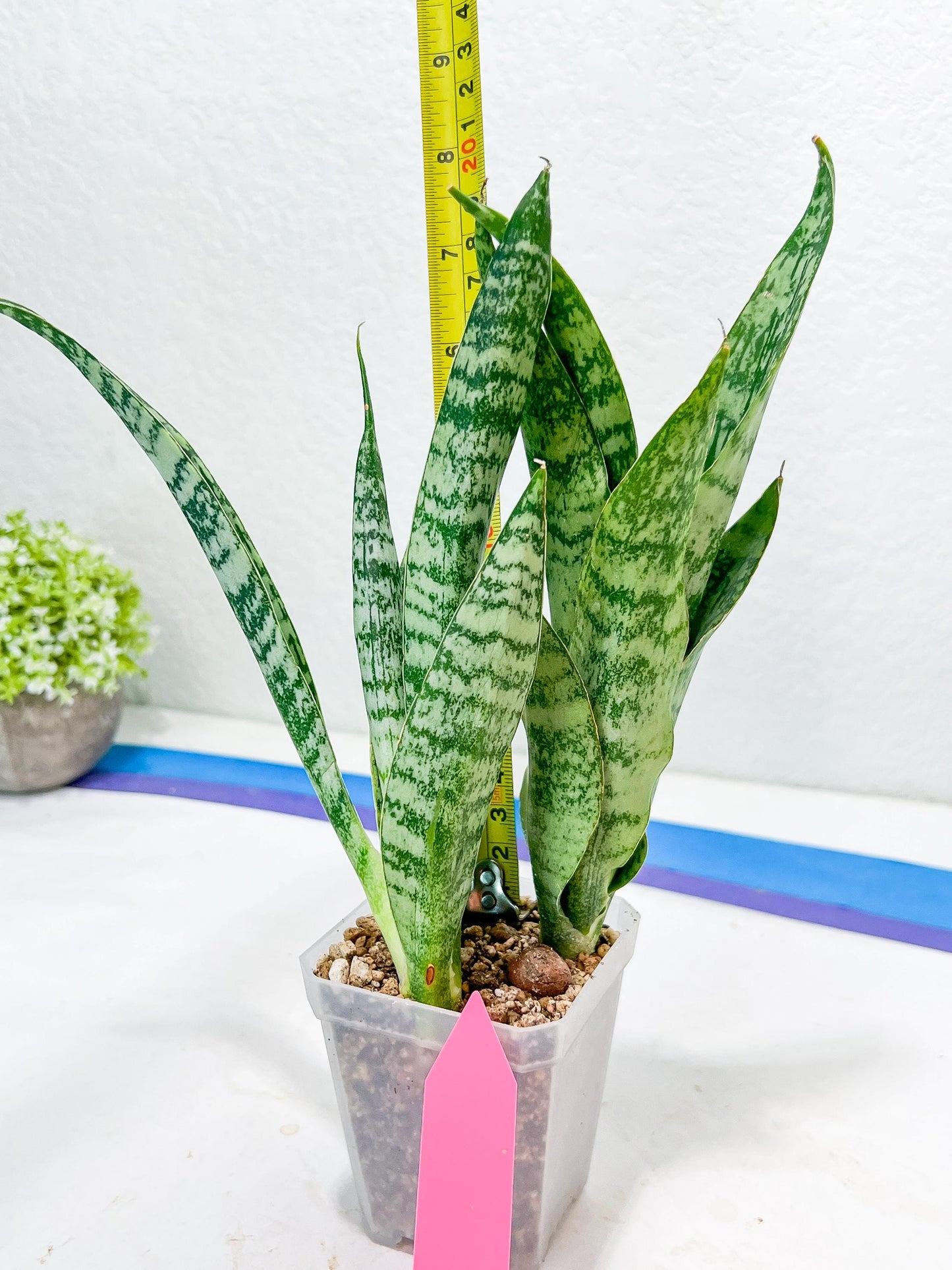 Sansevieria Hybrid Everest | Imported Plants | Rare Hybrid Species