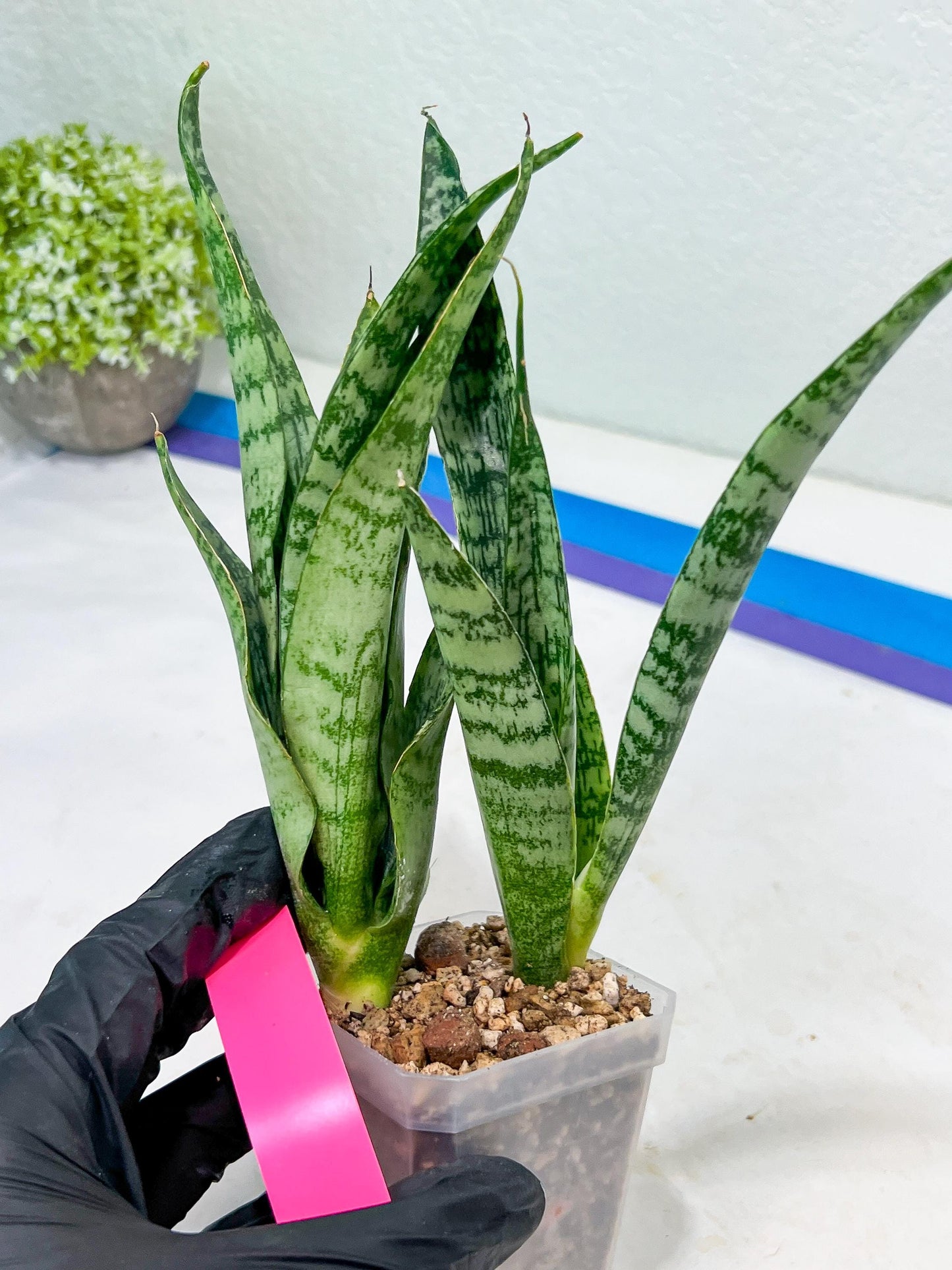 Sansevieria Hybrid Everest | Imported Plants | Rare Hybrid Species