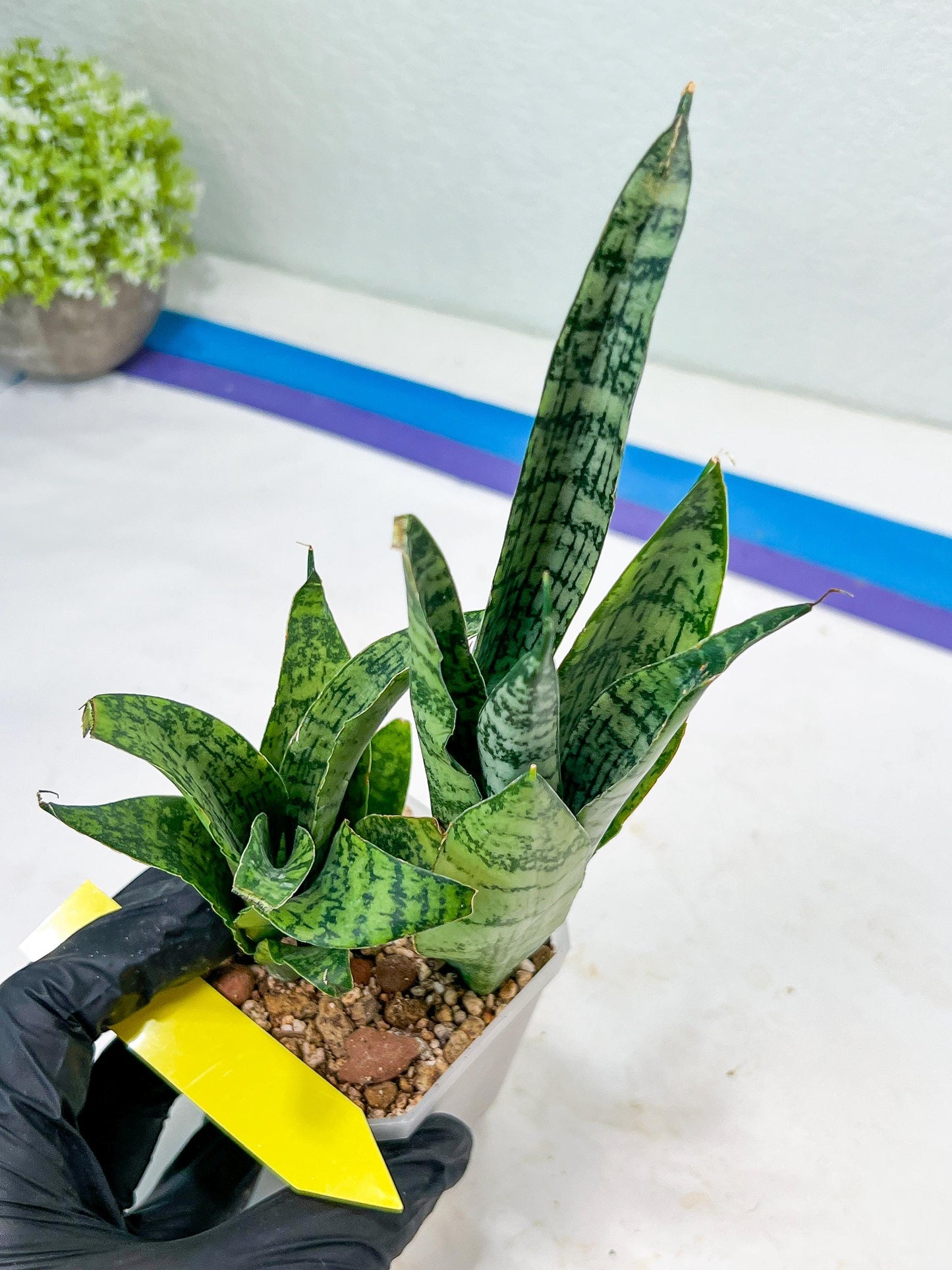 Sansevieria Hybrid Everest | Imported Plants | Rare Hybrid Species