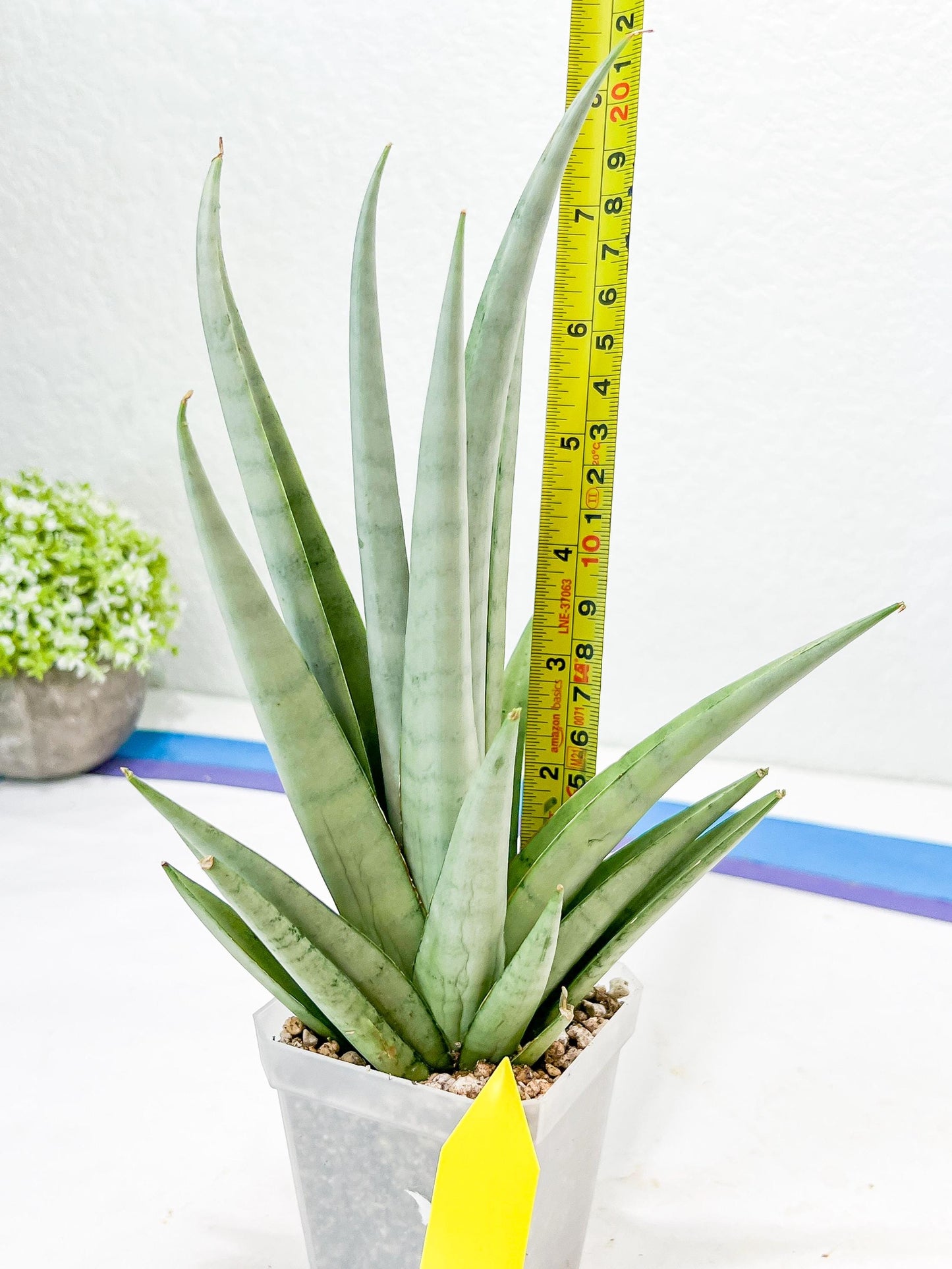 Sansevieria Opera House (#Ra38) | Imported hybrids