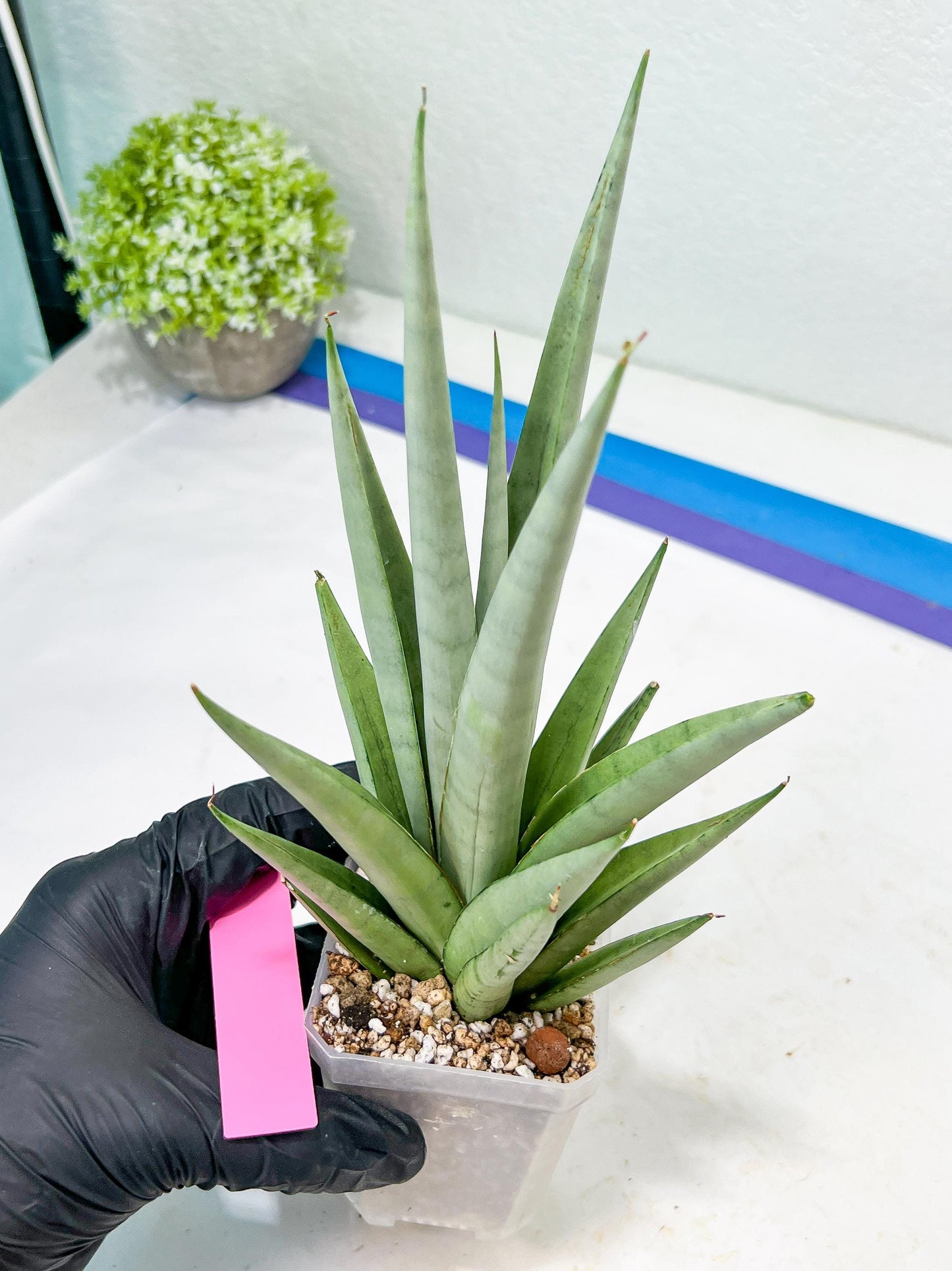 Sansevieria Opera House (#Ra38) | Imported hybrids