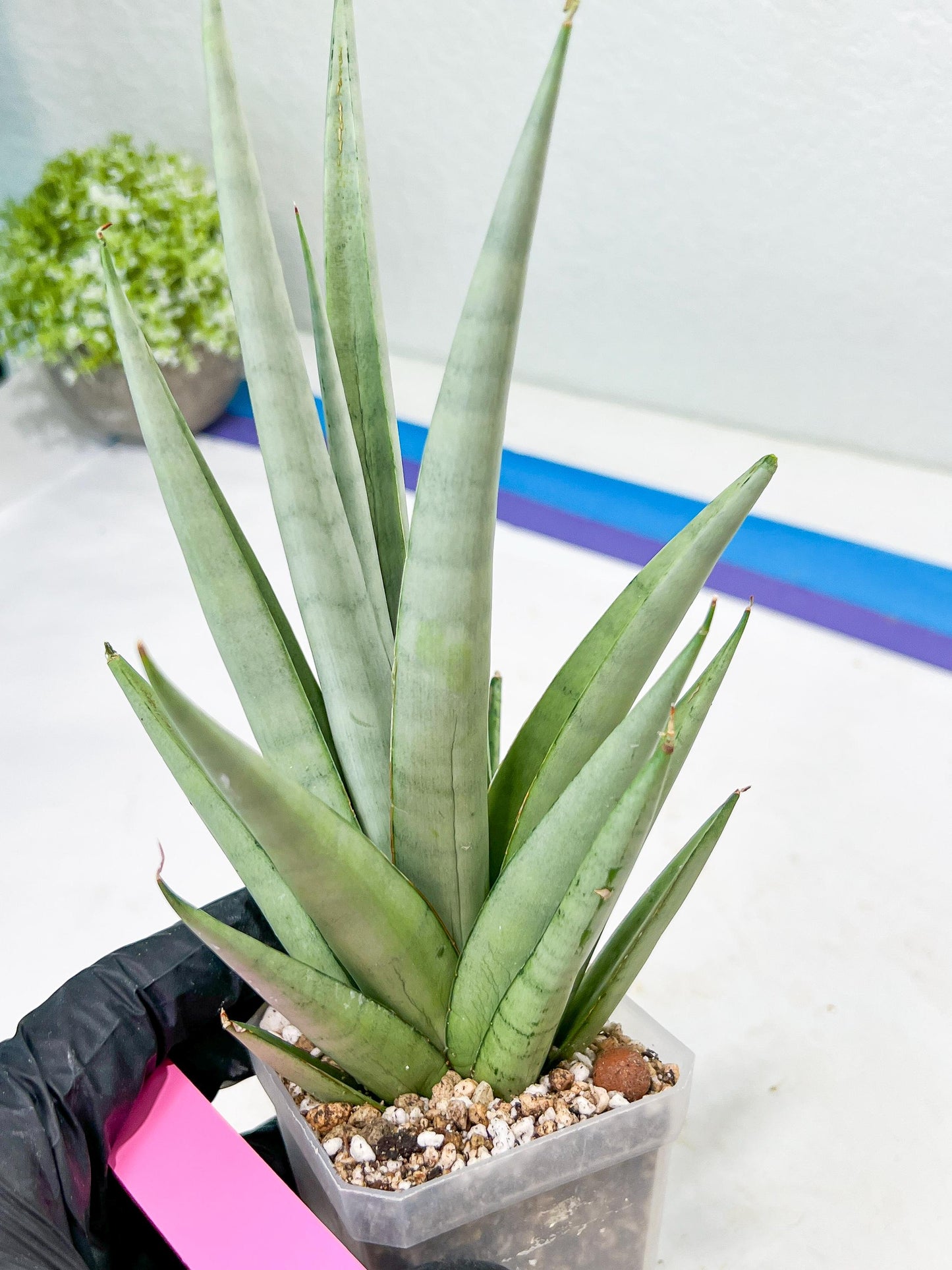 Sansevieria Opera House (#Ra38) | Imported hybrids