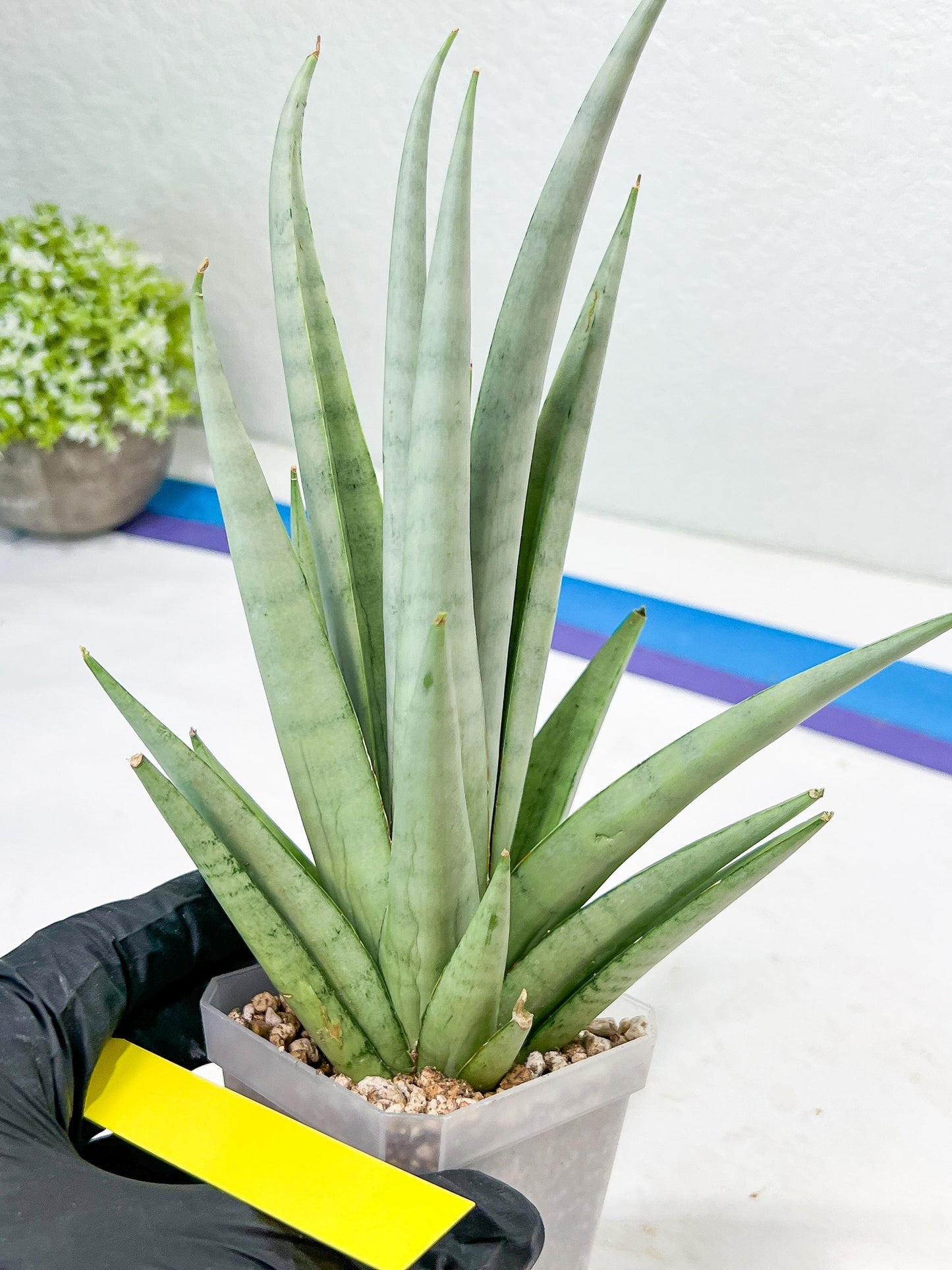 Sansevieria Opera House (#Ra38) | Imported hybrids