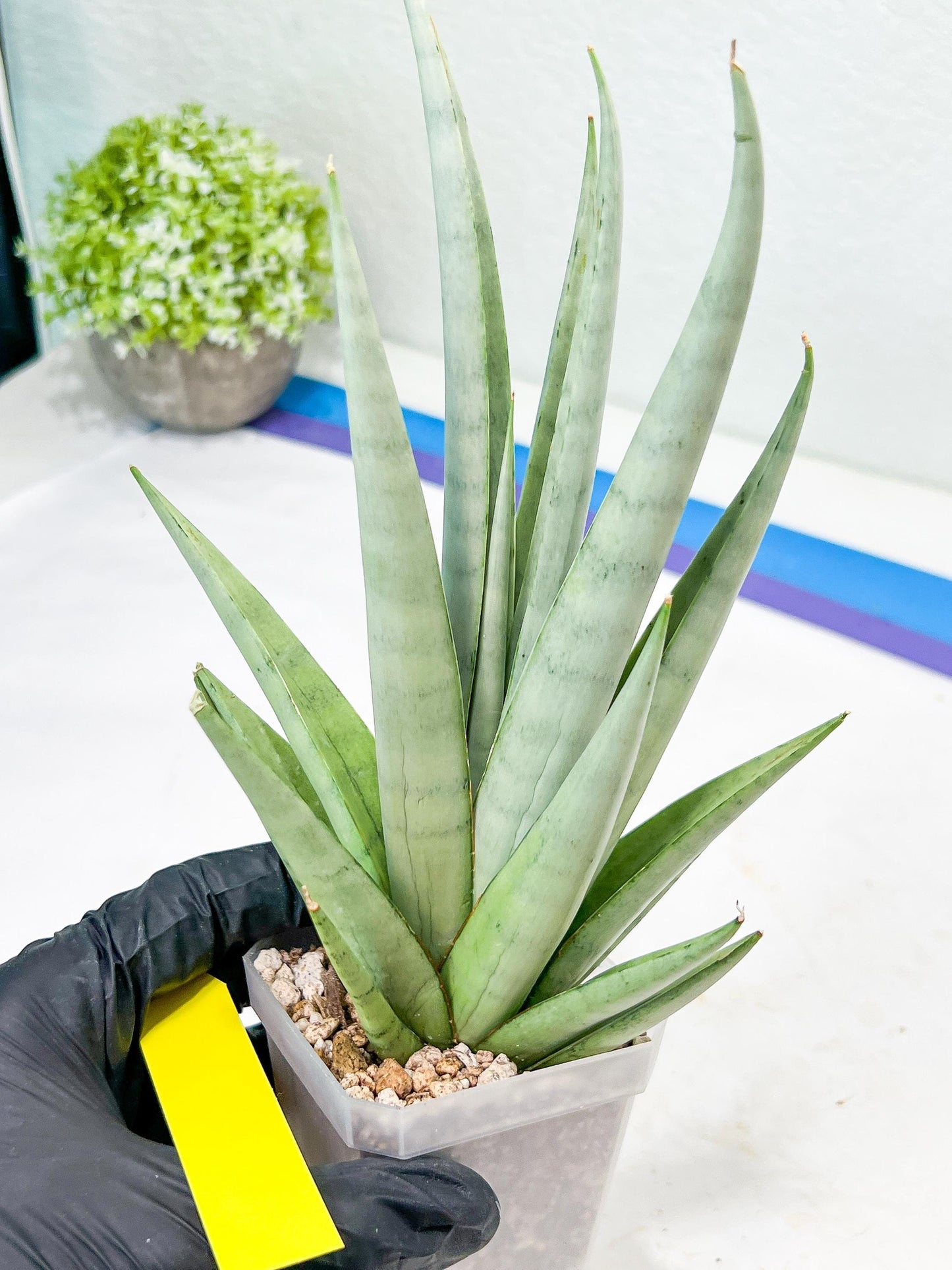 Sansevieria Opera House (#Ra38) | Imported hybrids