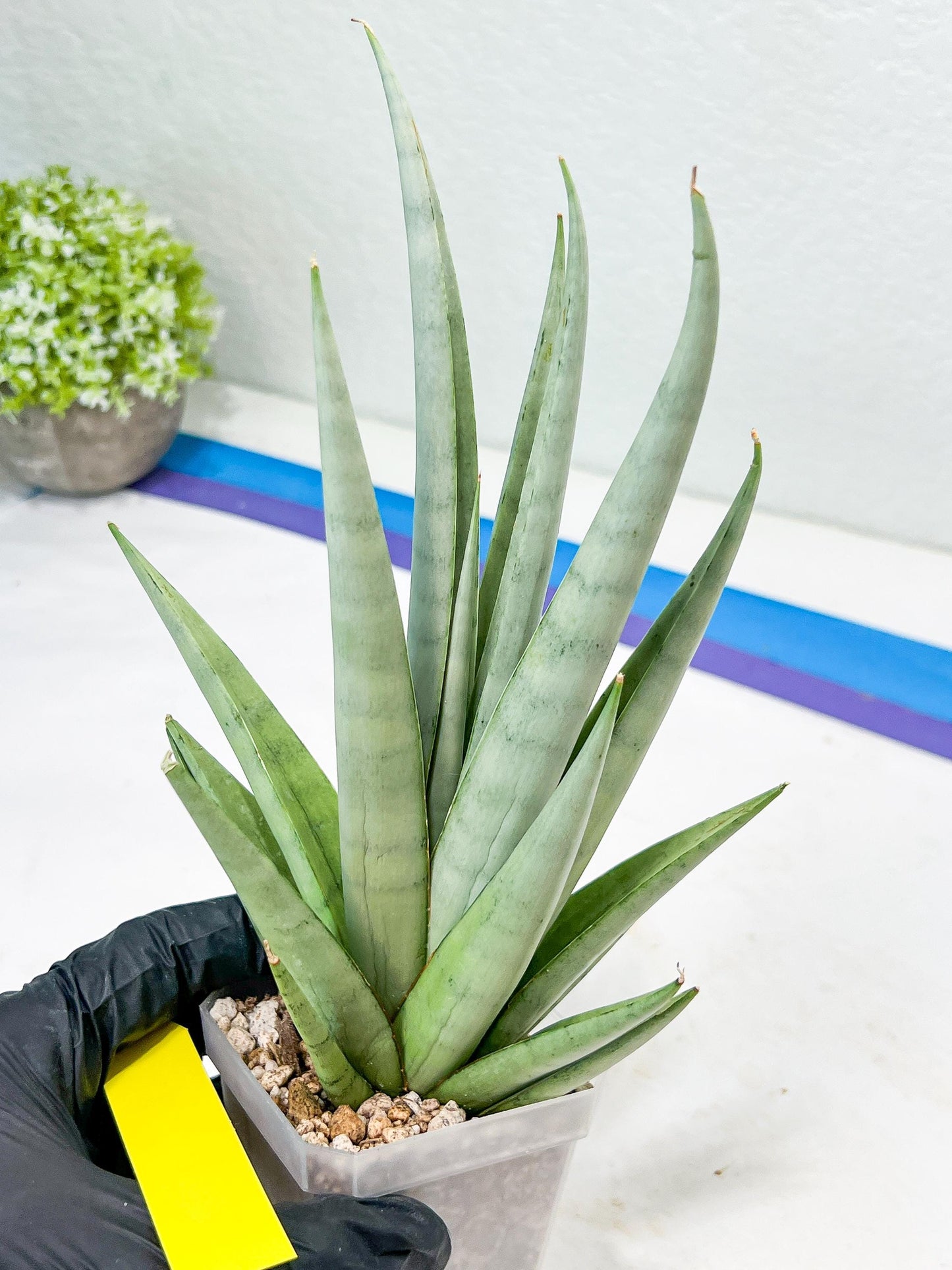 Sansevieria Opera House (#Ra38) | Imported hybrids