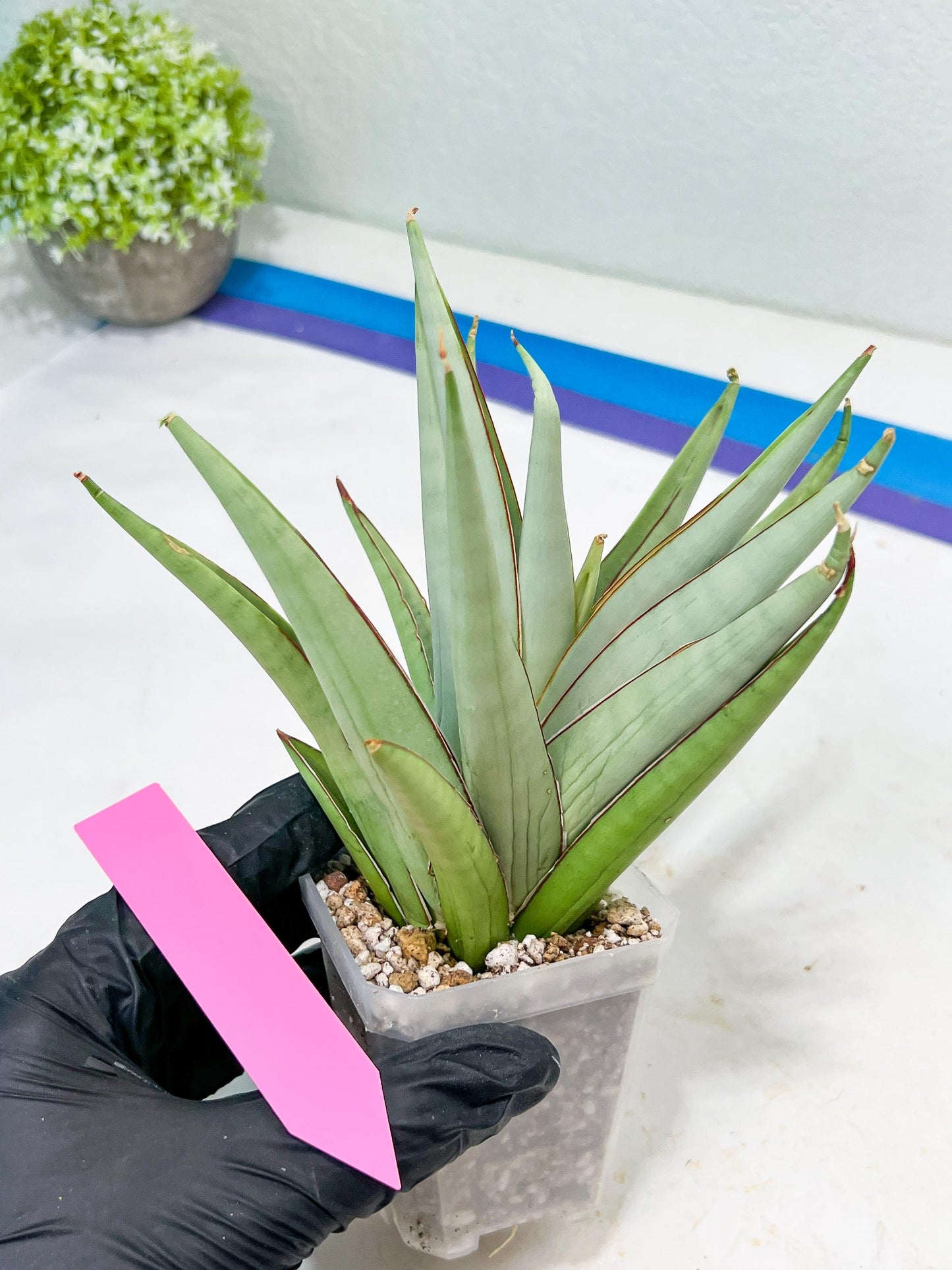 Sansevieria Frozen Trone (#PH19) | Imported Indoor Snake Plant