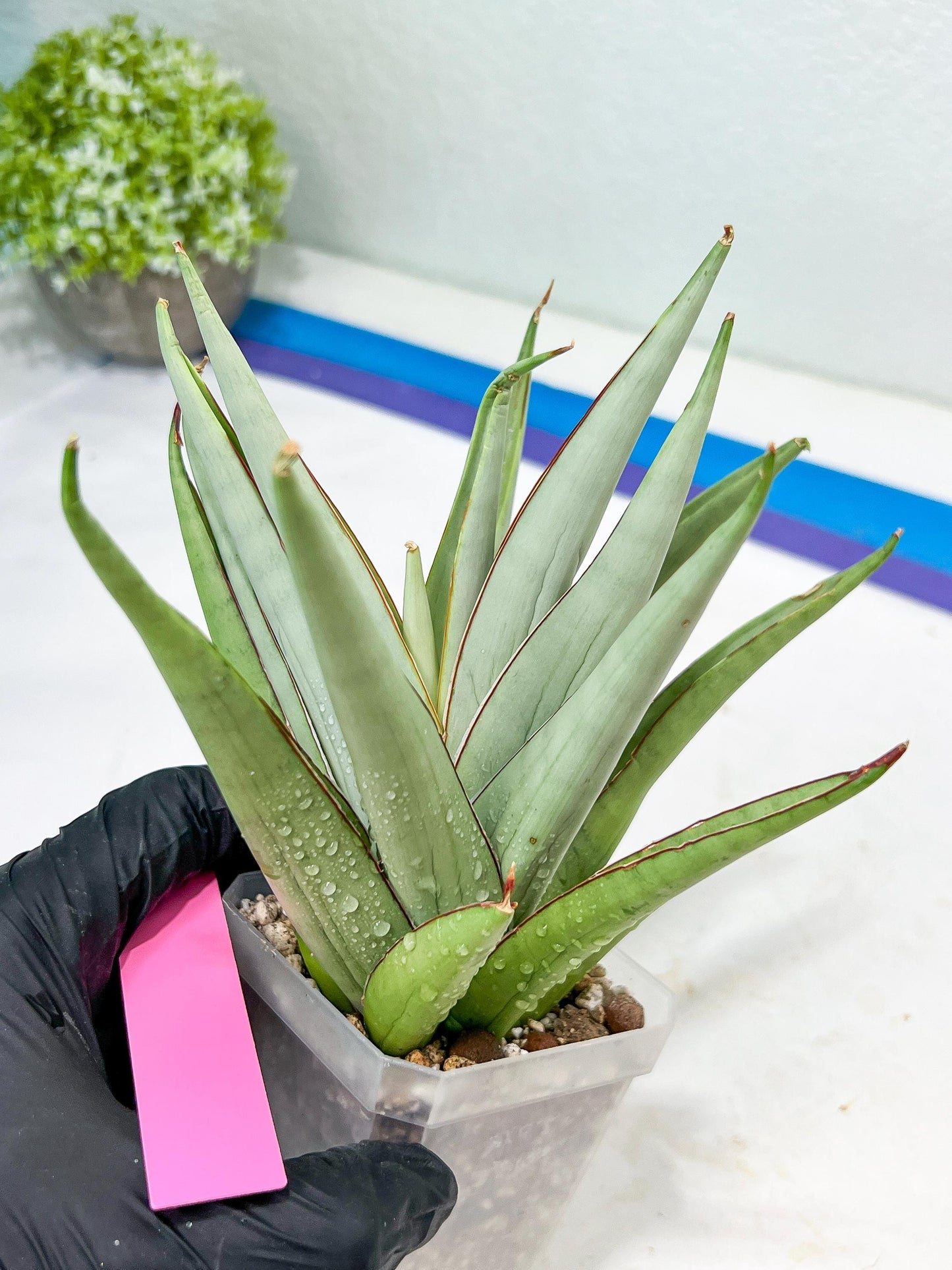 Sansevieria Frozen Trone (#PH19) | Imported Indoor Snake Plant