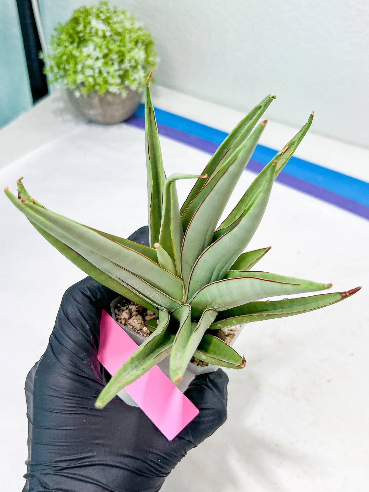 Sansevieria Frozen Trone (#PH19) | Imported Indoor Snake Plant