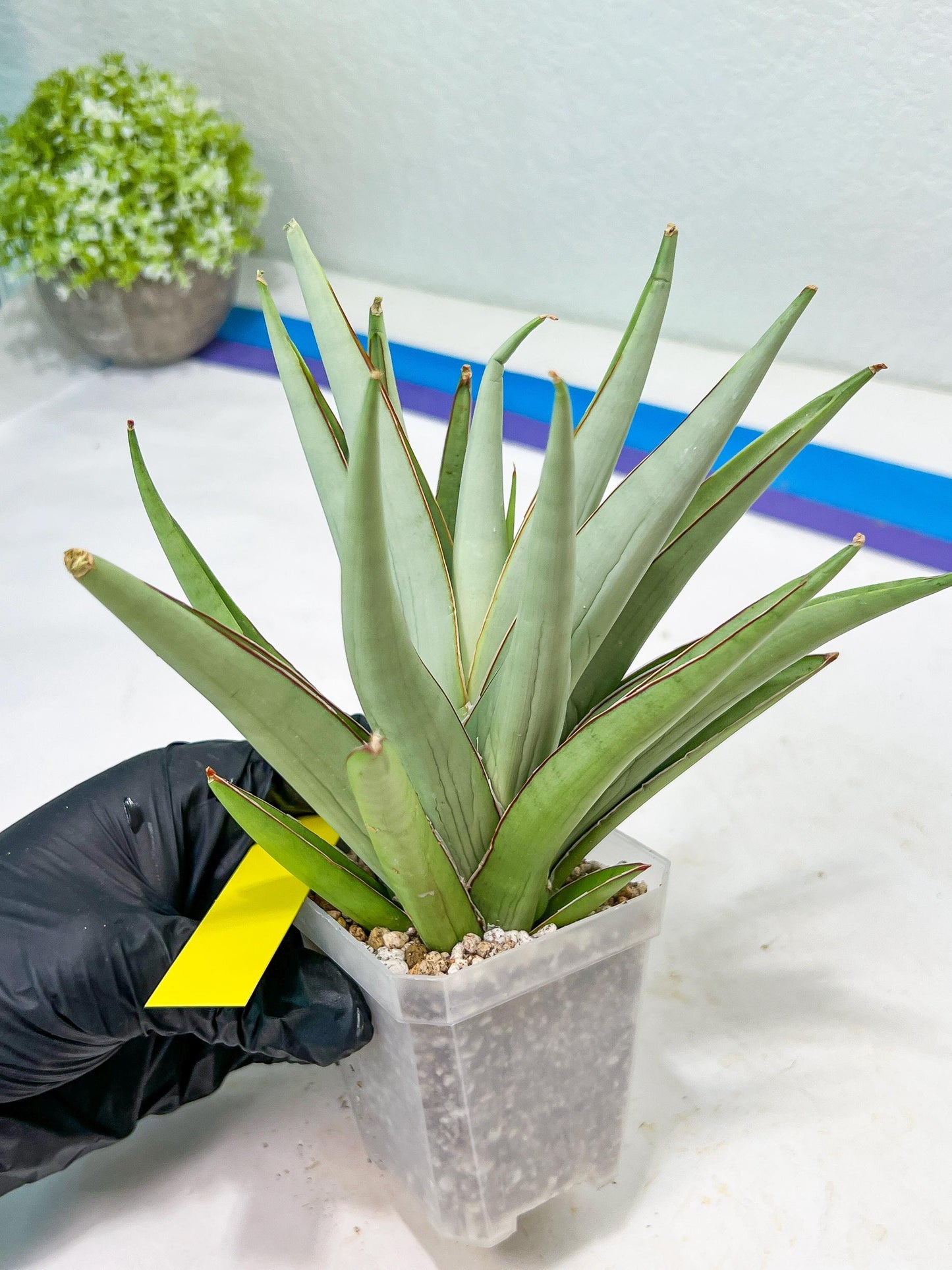 Sansevieria Frozen Trone (#PH19) | Imported Indoor Snake Plant