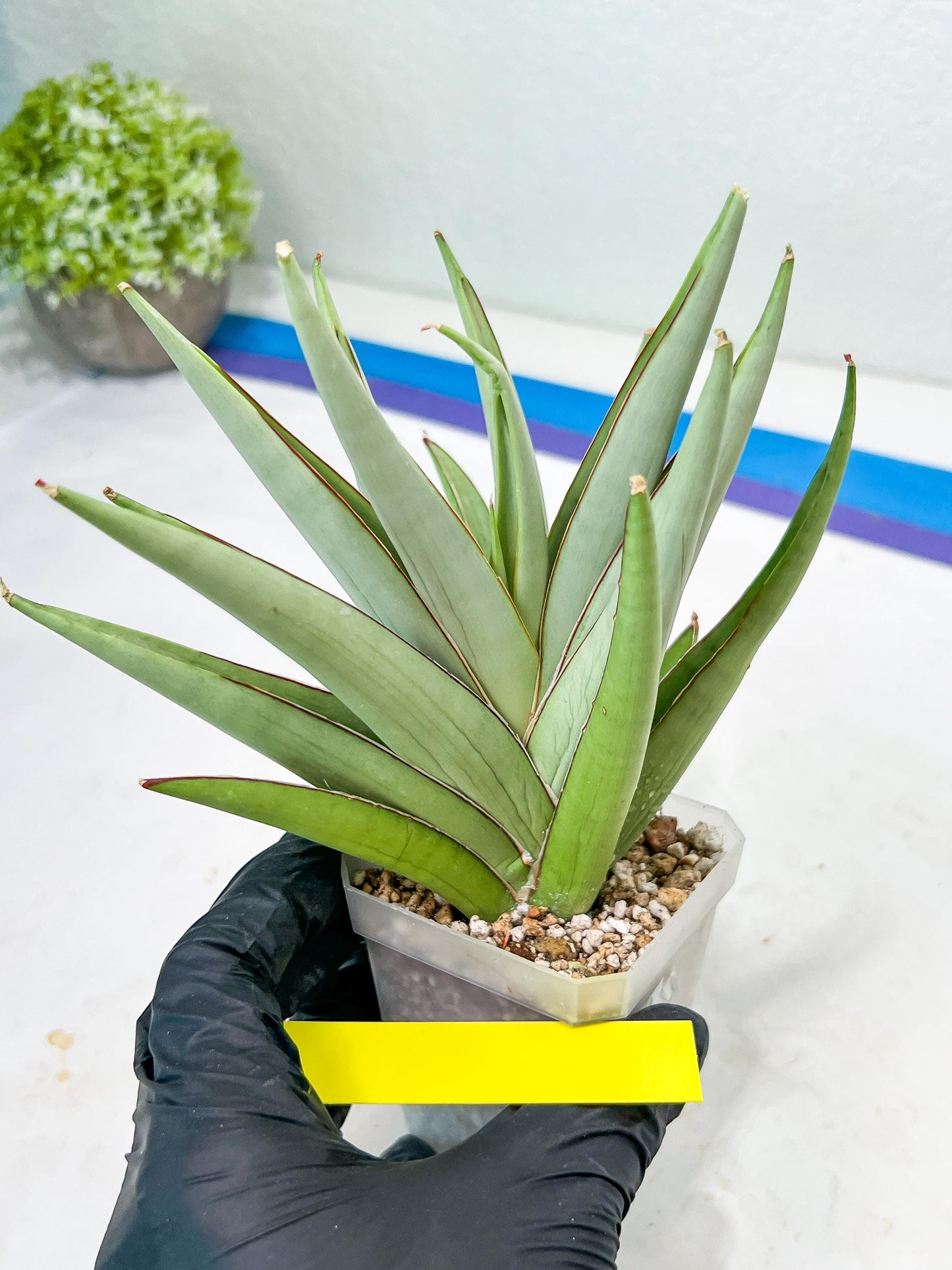 Sansevieria Frozen Trone (#PH19) | Imported Indoor Snake Plant
