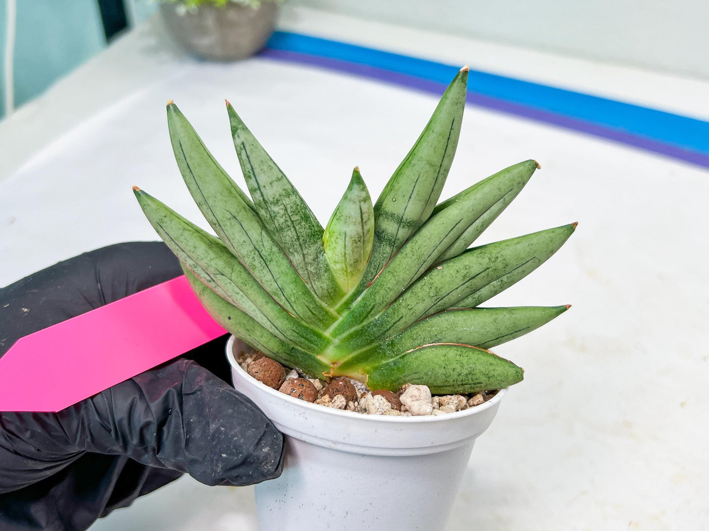 Sansevieria Nilin (#AC2) | Rare Imported Snake plant