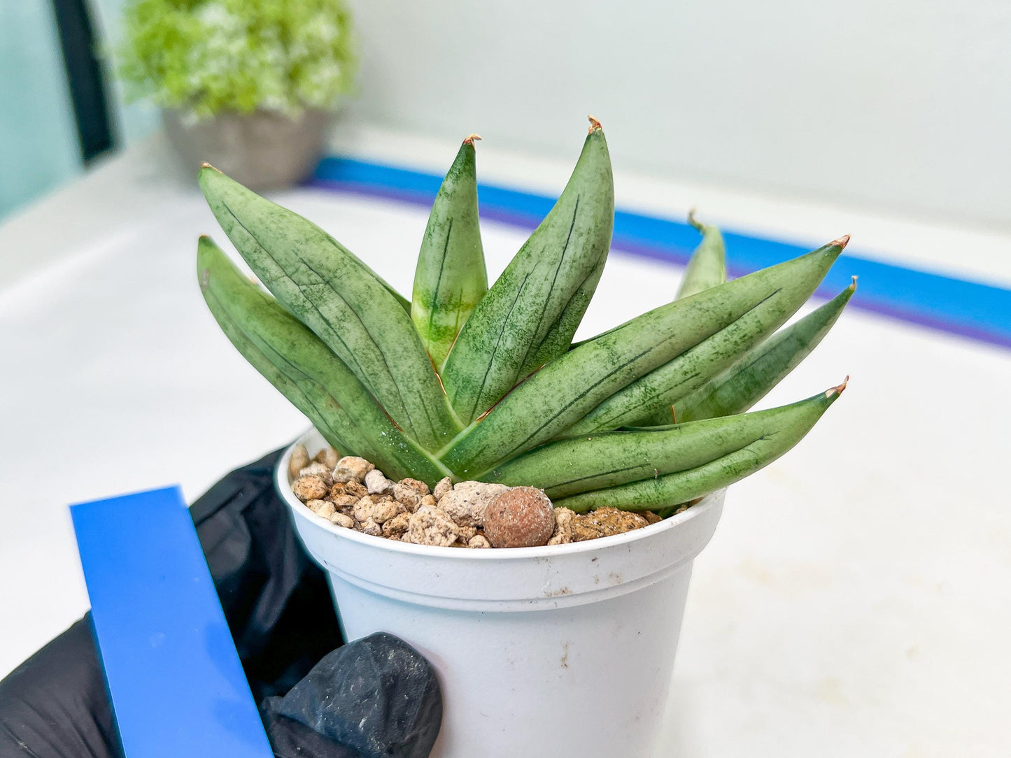 Sansevieria Nilin (#AC2) | Rare Imported Snake plant