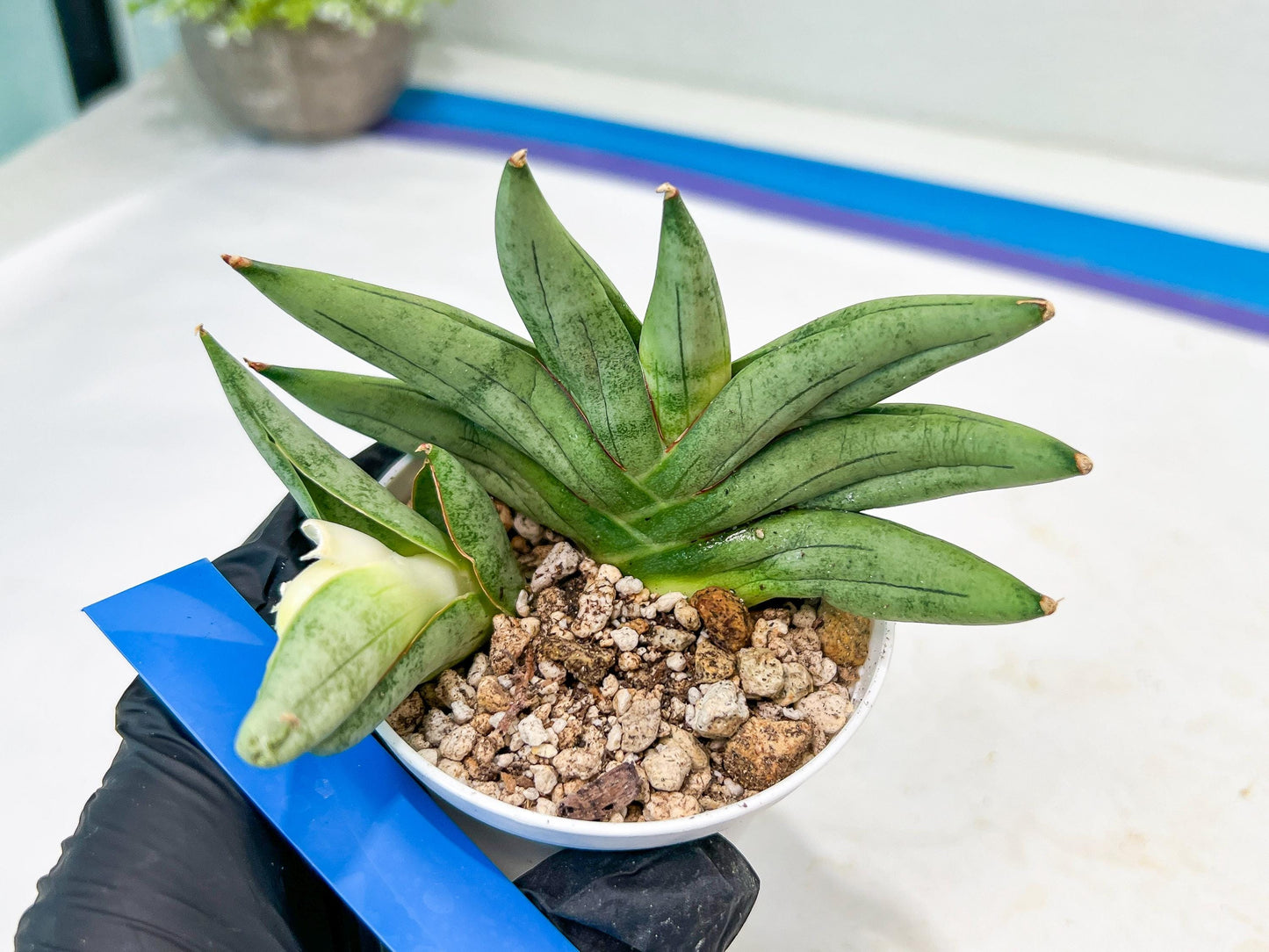 Sansevieria Nilin (#AC2) | Rare Imported Snake plant