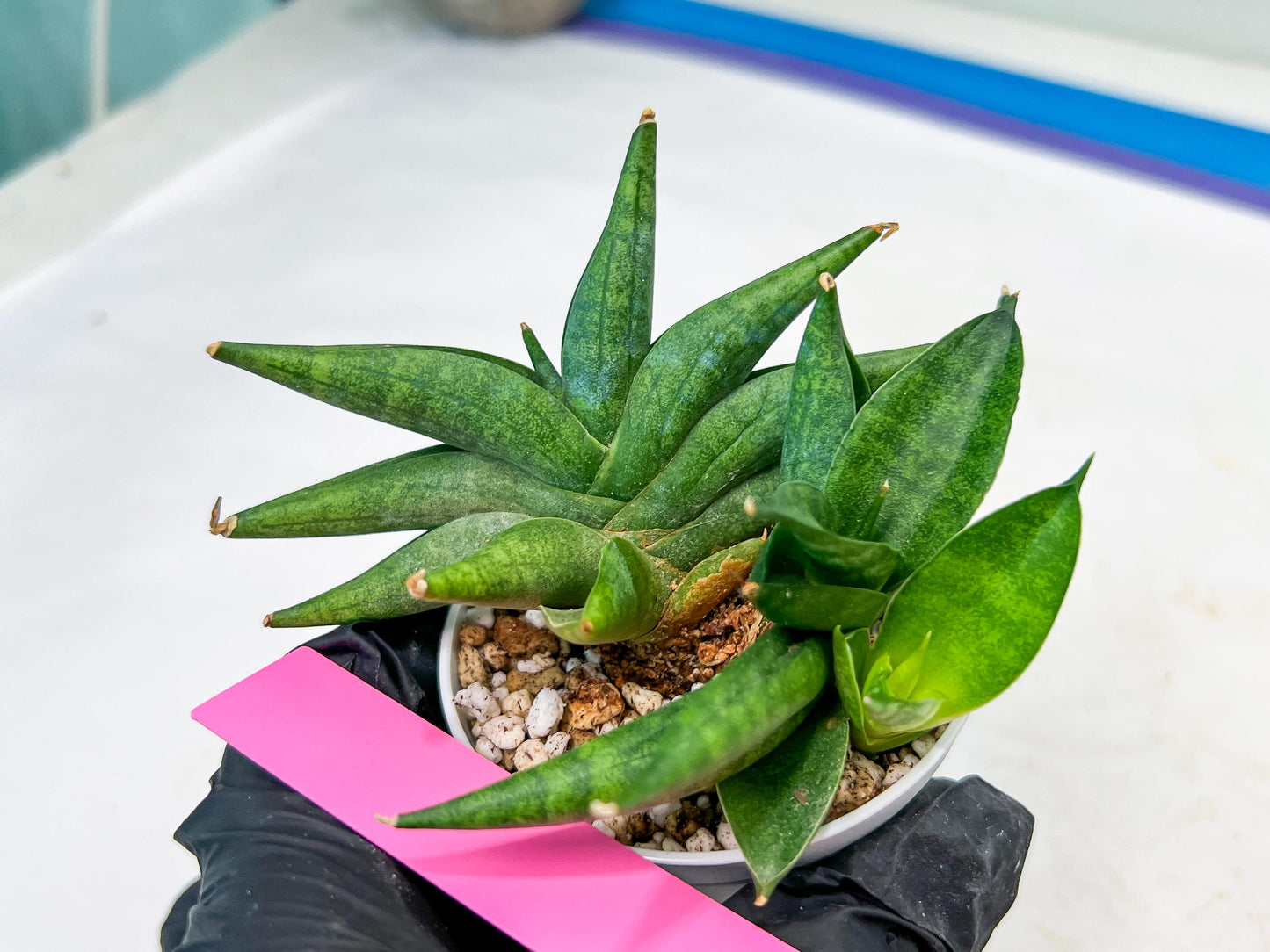 Sansevieria Crazy Crab (#AC4) | Imported Hybrid Snake Plants